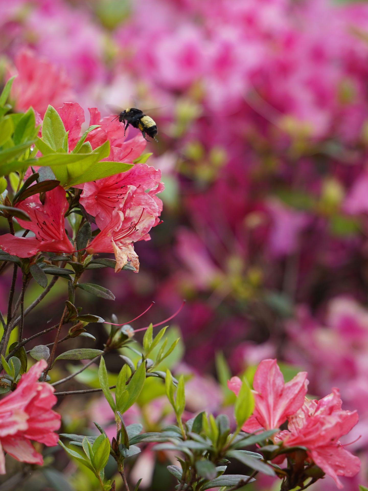 A close up shot of a bee and pink flowers at the Shangri La Botanical Gardens