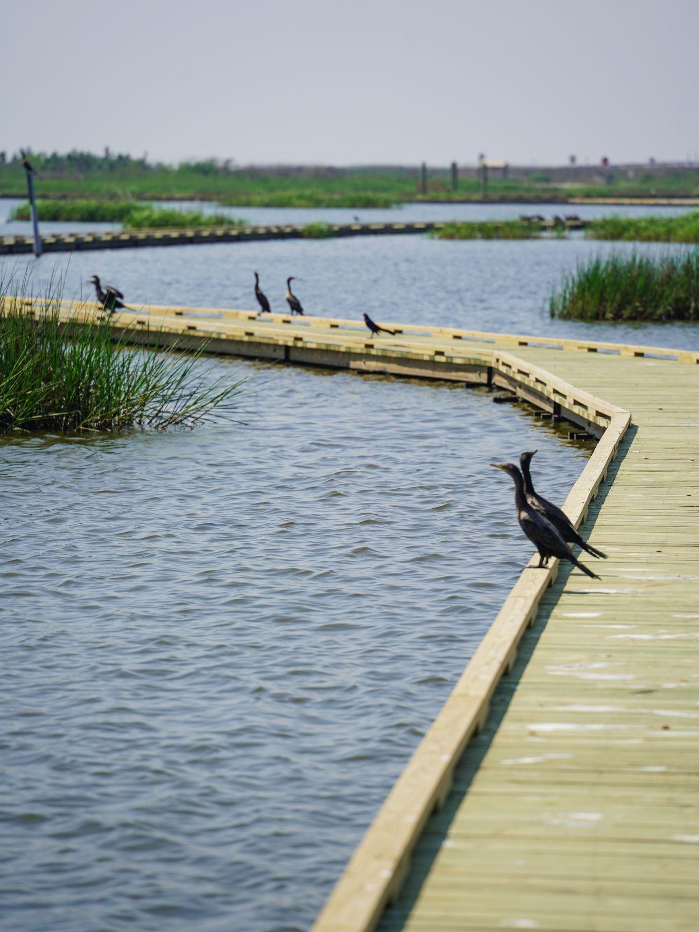 A boardwalk trail with several birds standing along the edge.