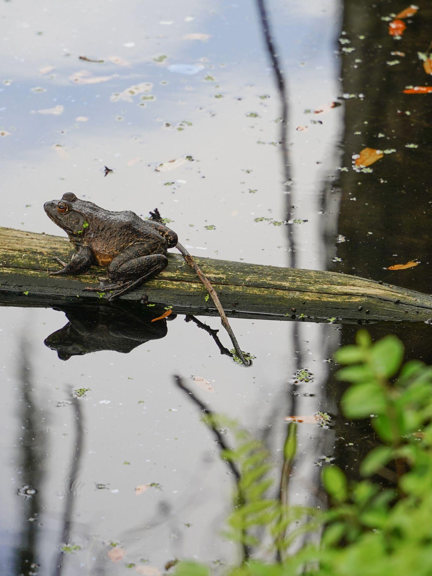 A large frog on a log at Shangri La Botanical Gardens