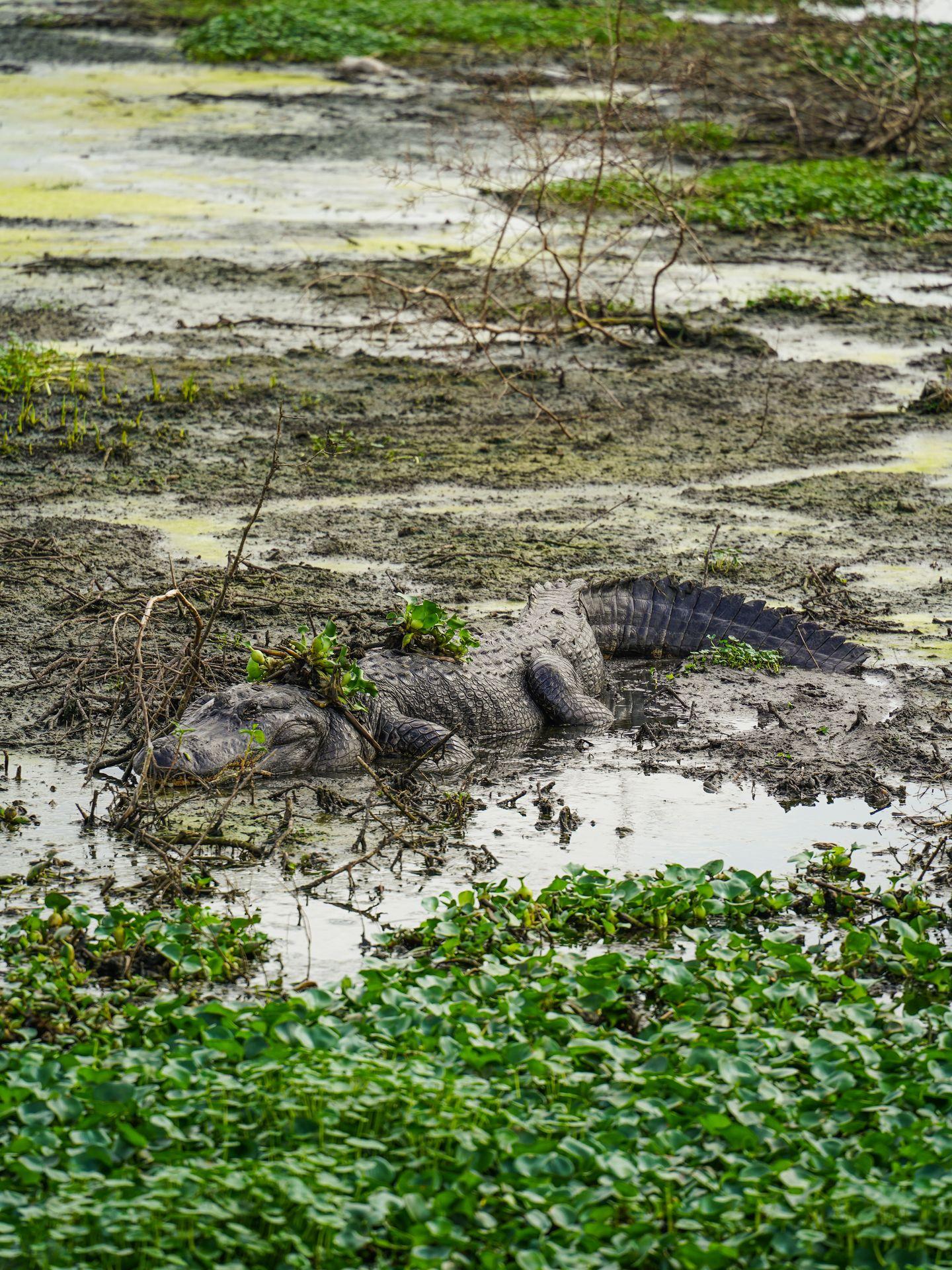 A large alligator laying on top of a swampy area. A few bits of greenery are on it's back.
