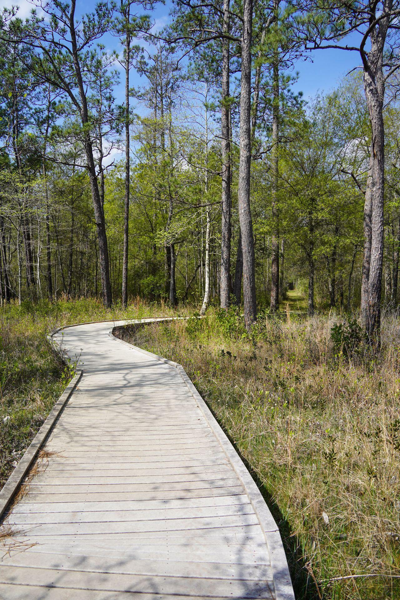 A boardwalk trail surrounded by some green plants with trees in the distance.
