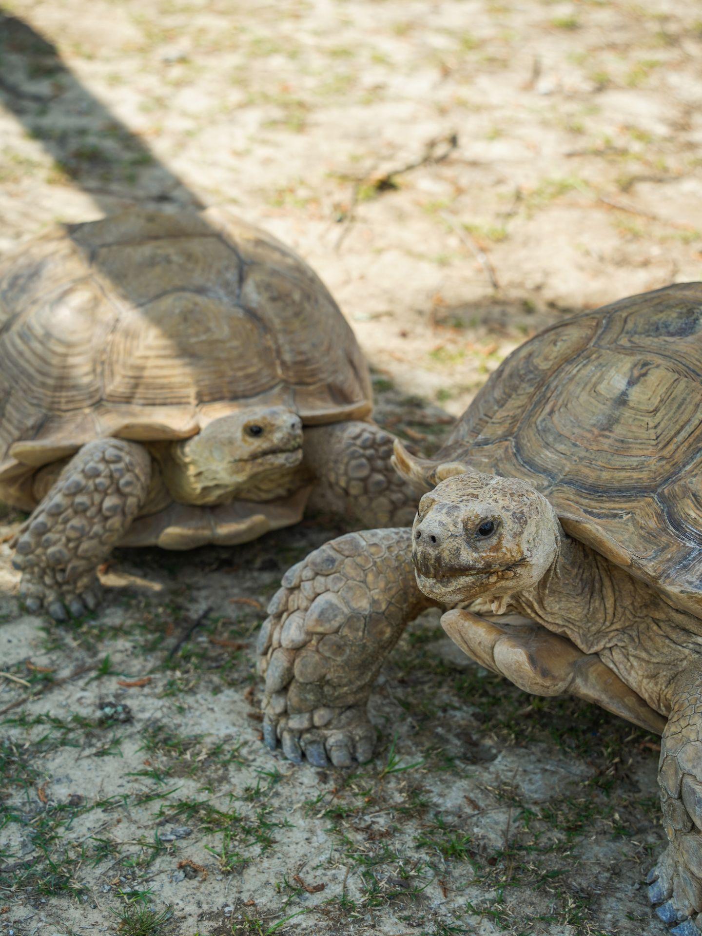 Two tortoises at Gator Country