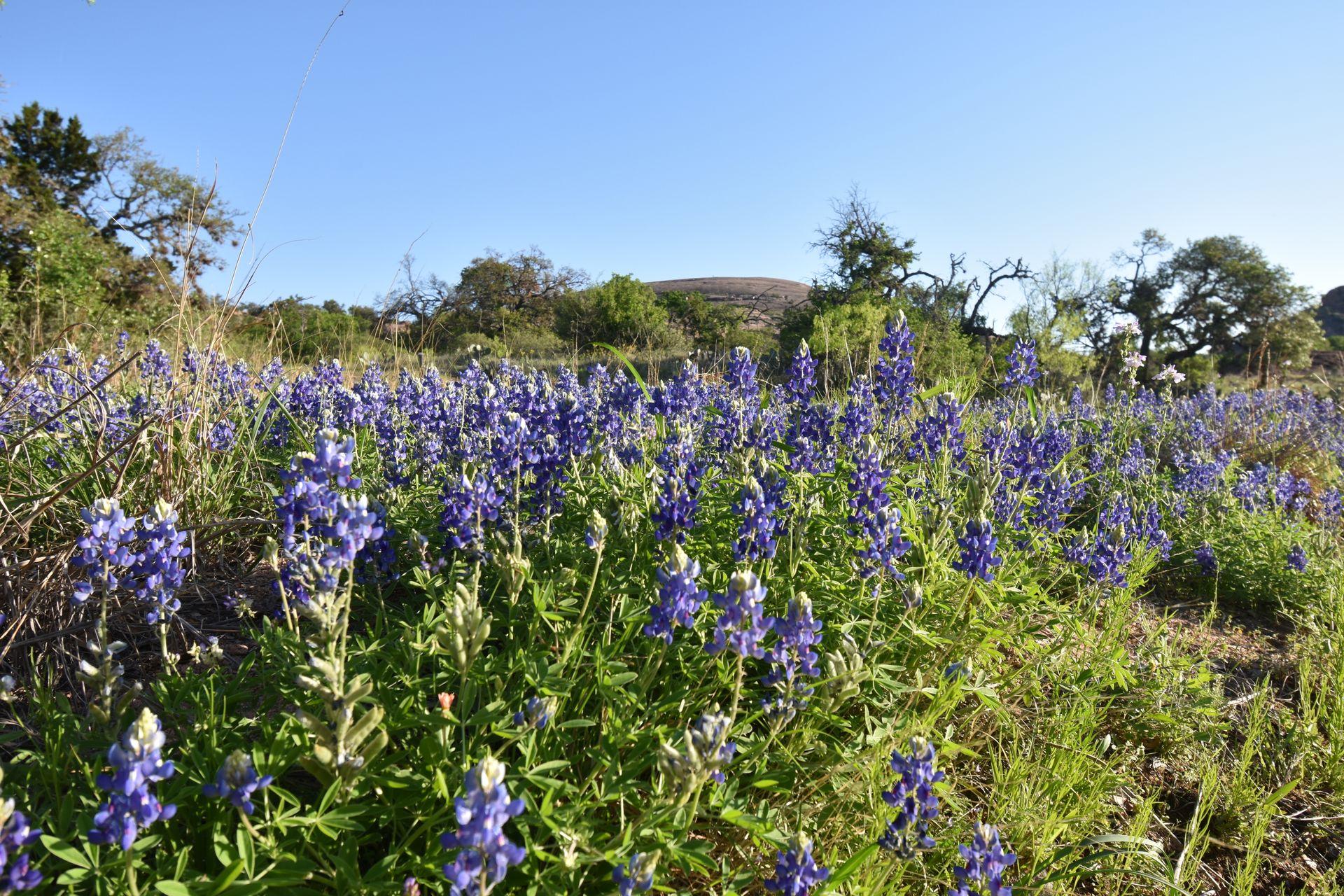 A close up of several bluebonnet flowers with Enchanted Rock in the background.