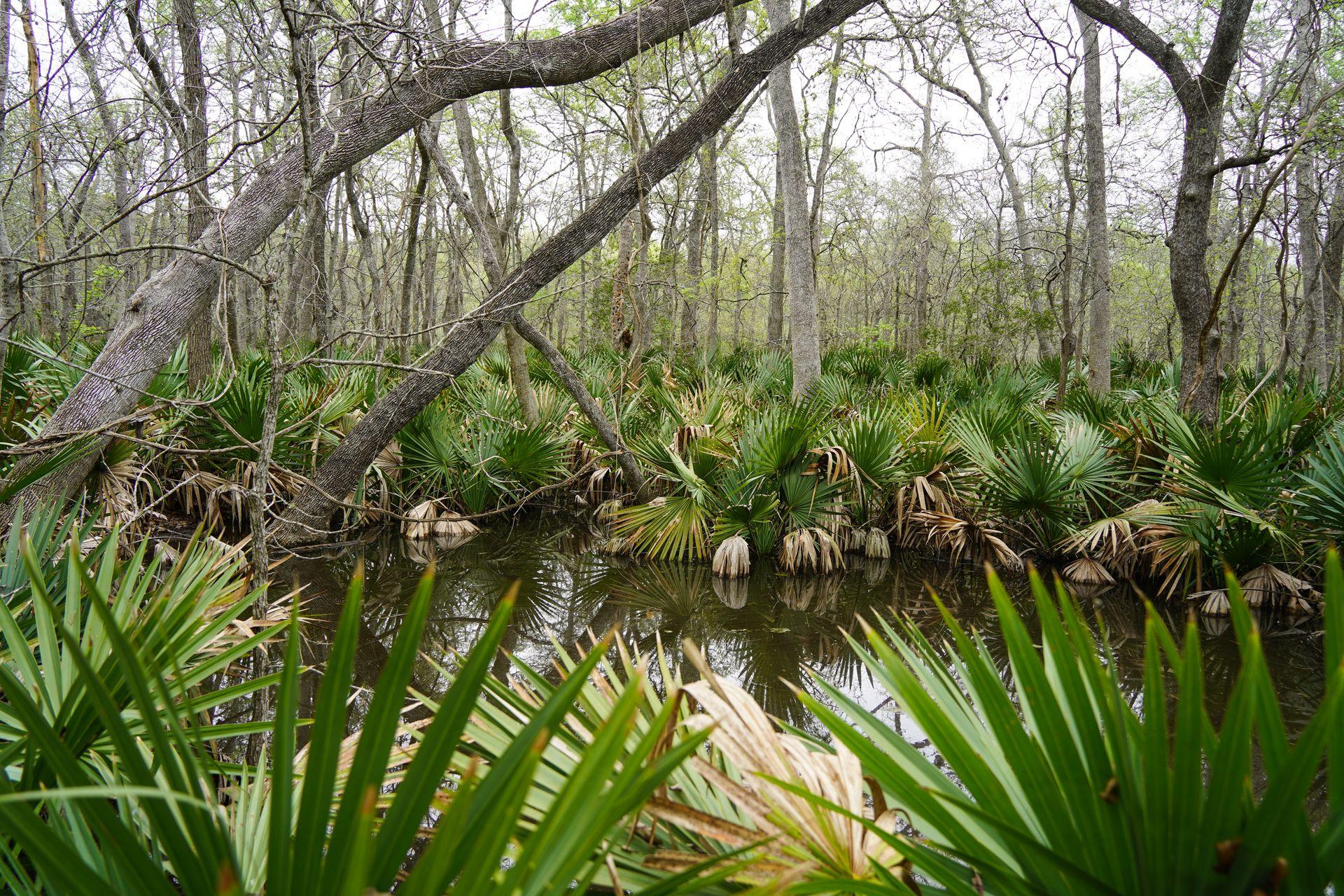 A small pond surrounded by bright green palmetto trees.