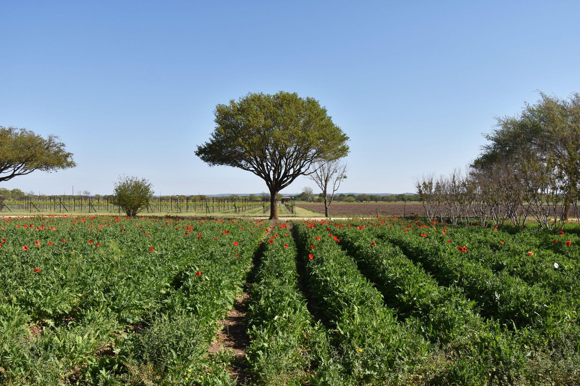 Parallel Rows of green plants and few red roses. A tree is centered and directly across from the rows of greenery.