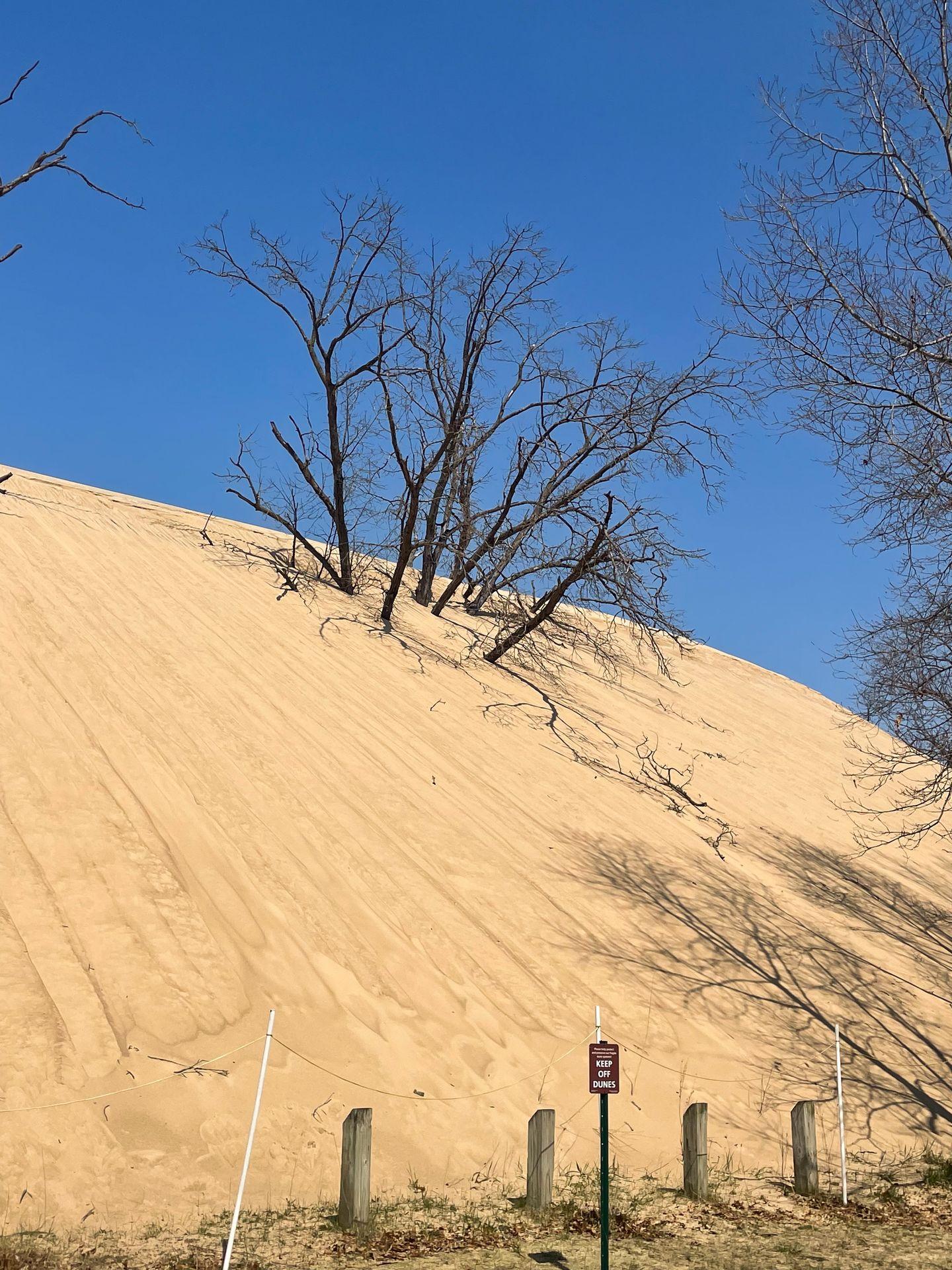 A tall sand dune that has swallowed up some trees.