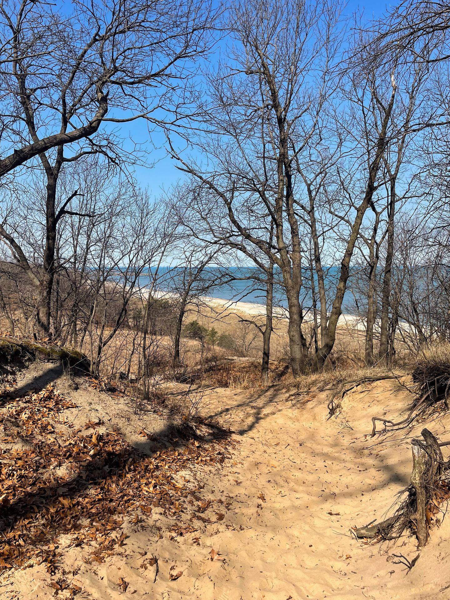 A sandy trail inside of Indiana Dunes National Park. You can see the blue color of Lake Michigan through bare trees.