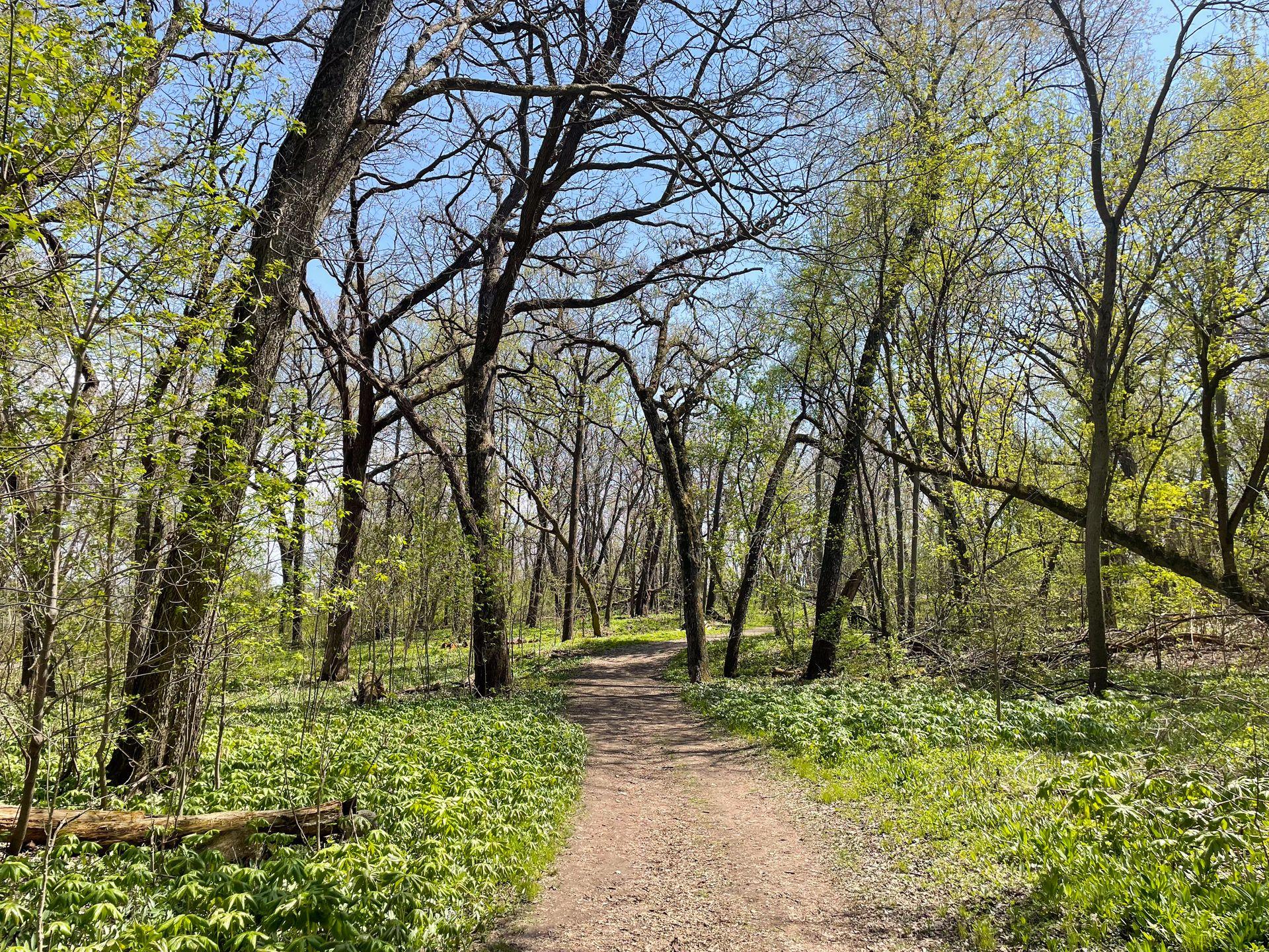 A hiking trail surrounded by green plants and trees inside of Governor Nelson State Park.