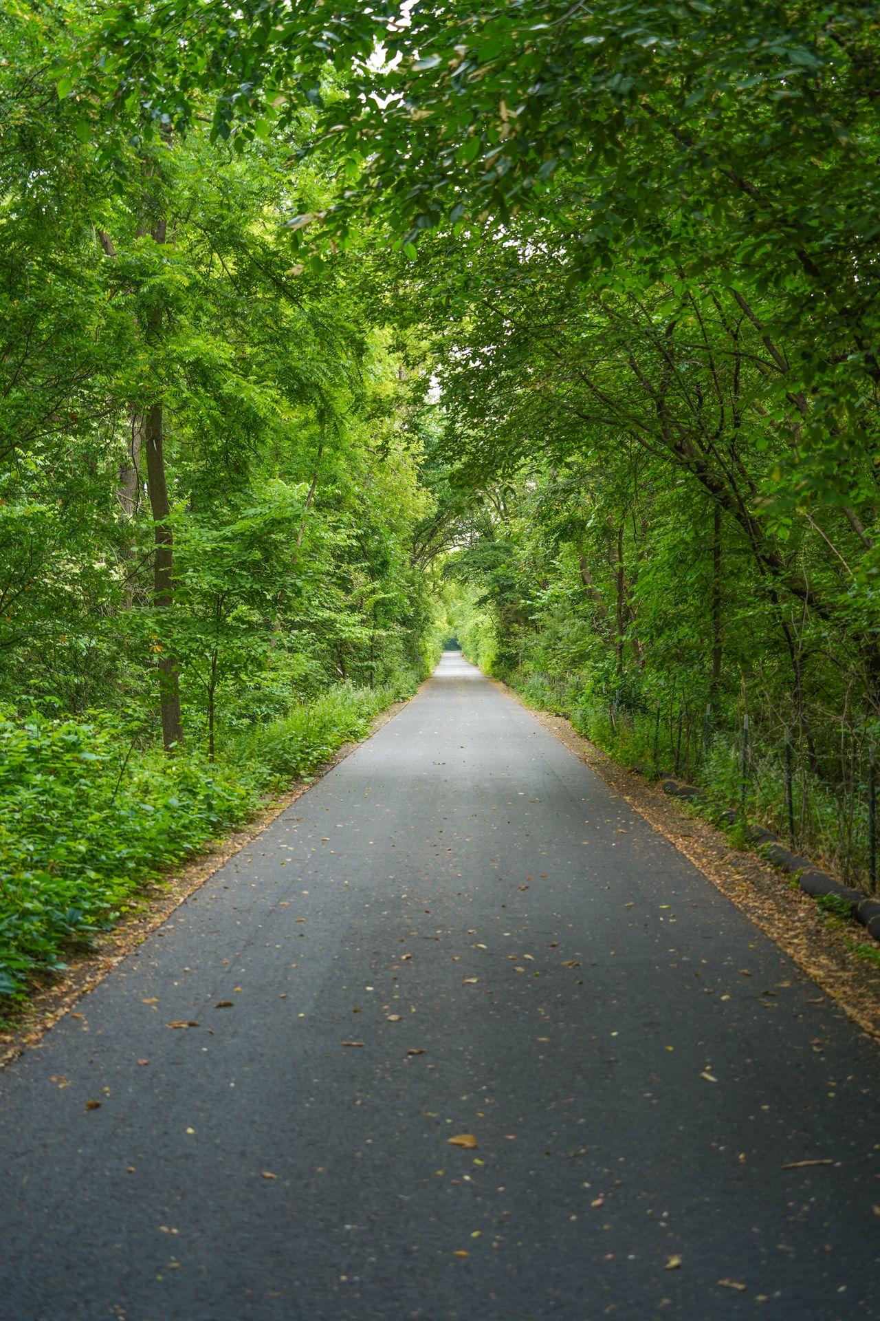 A paved pathway with trees and greenery on both sides