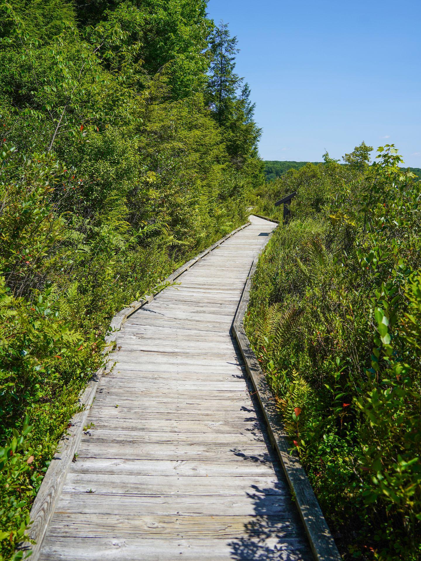 A boardwalk trail in Black Moshannon State Park