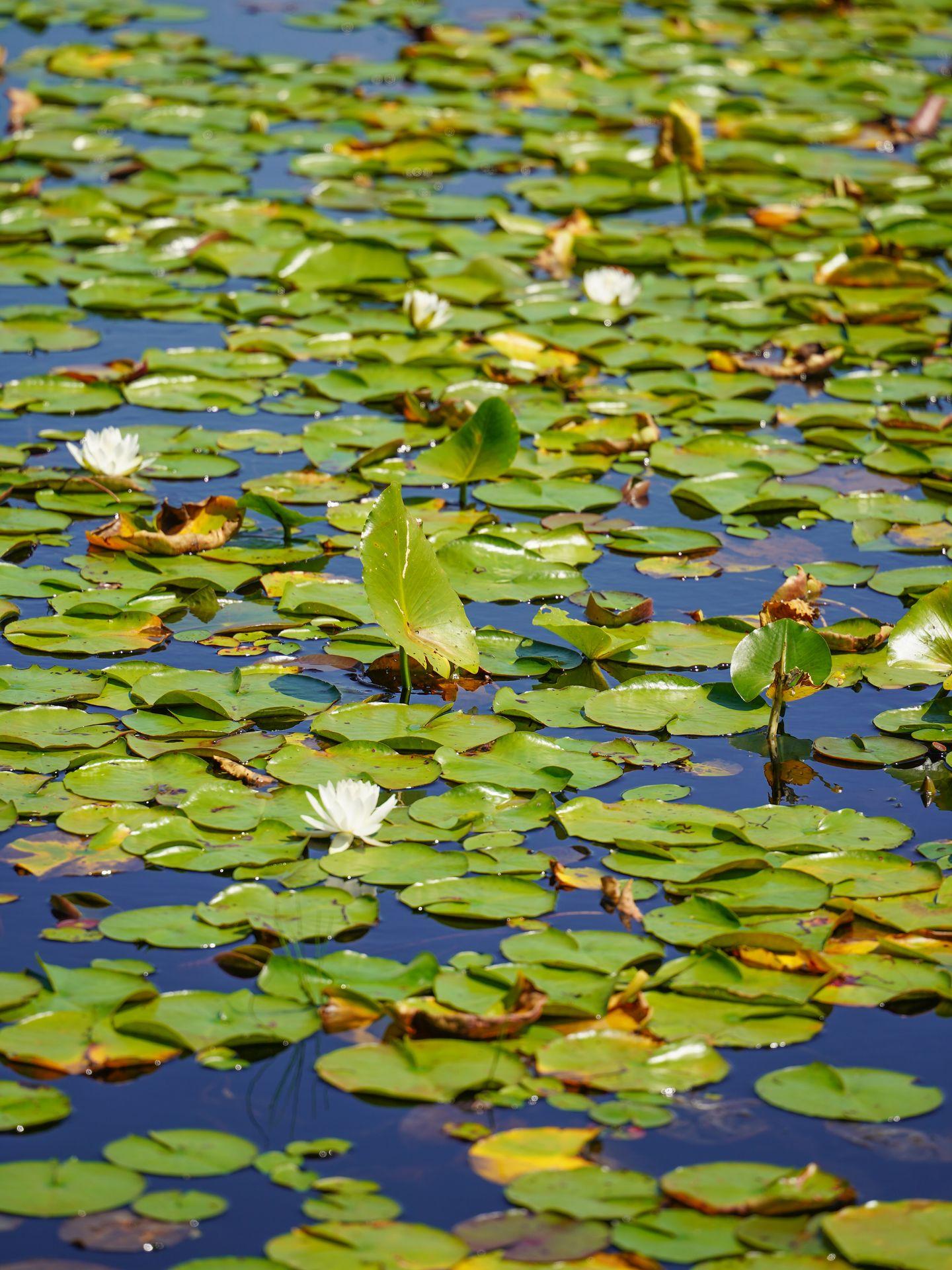 A close up view of green lily pads and a few white flowers on Black Moshannon Lake