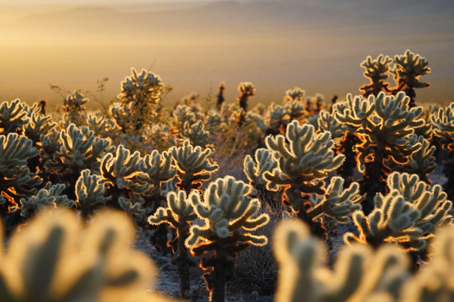 A view of cacti glowing at sunrise in the Cholla Cactus Gardens in Joshua Tree National Park