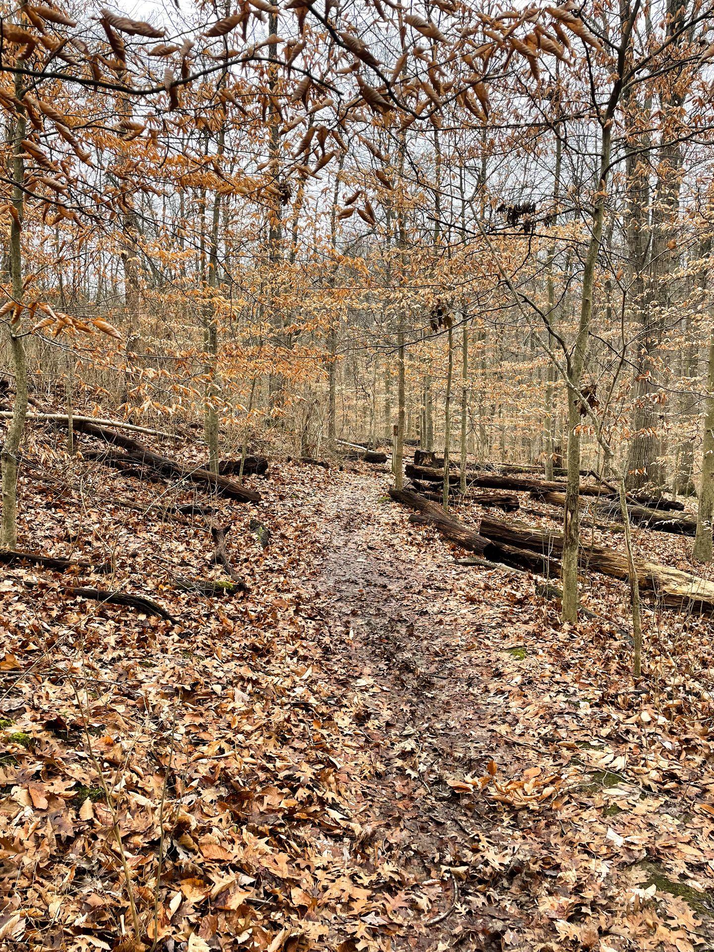 A muddy trail surrounded by bare trees and fallen leaves