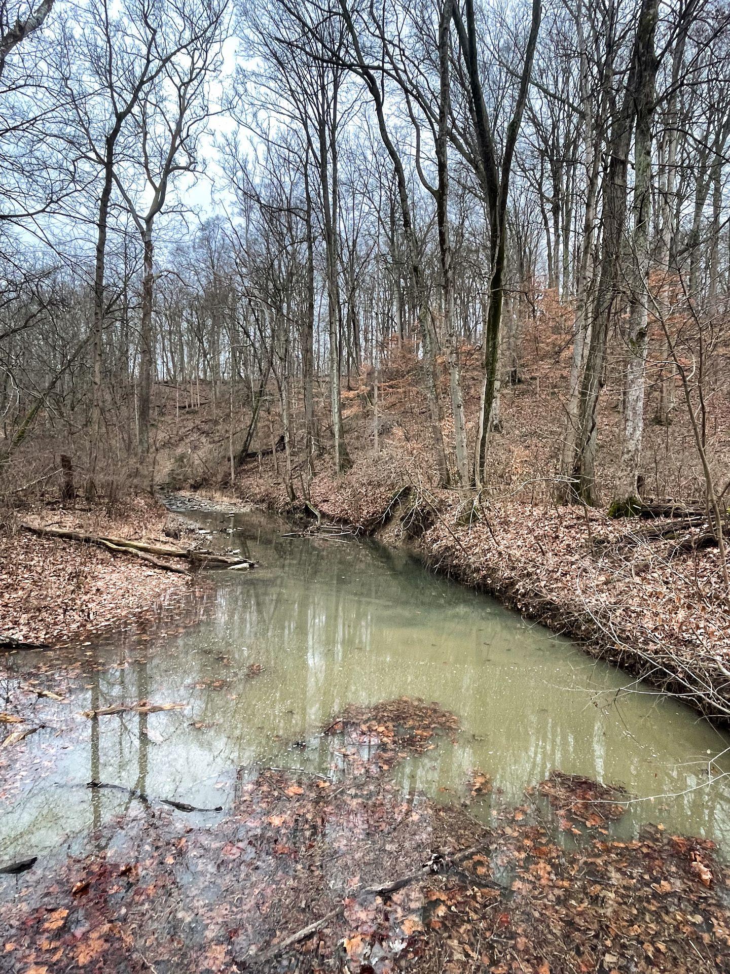 A creek next to a hill covered in fallen leaves