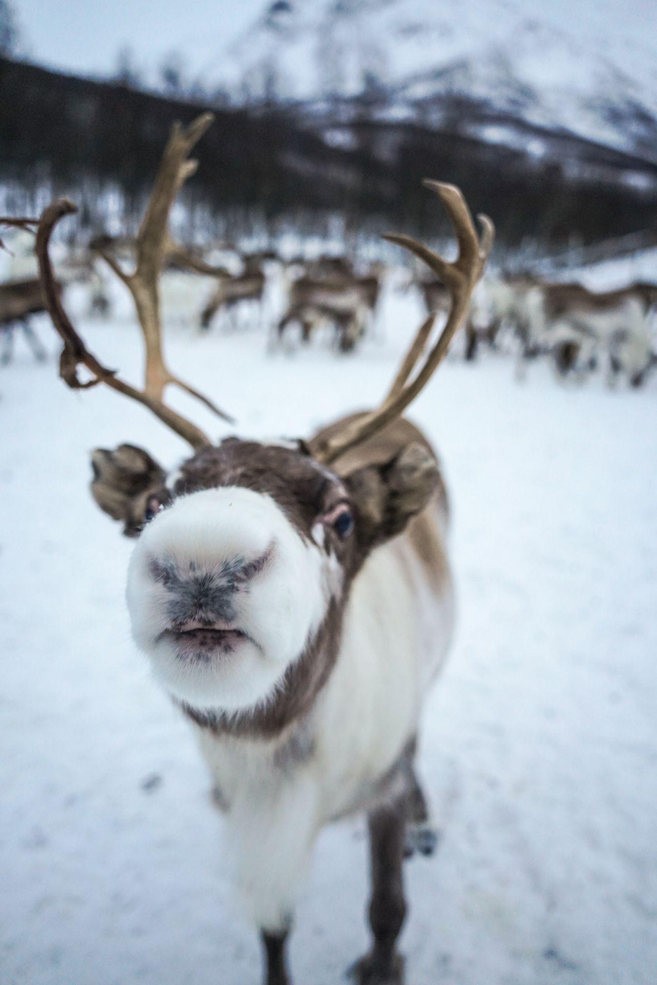 A close up look at a reindeer's face
