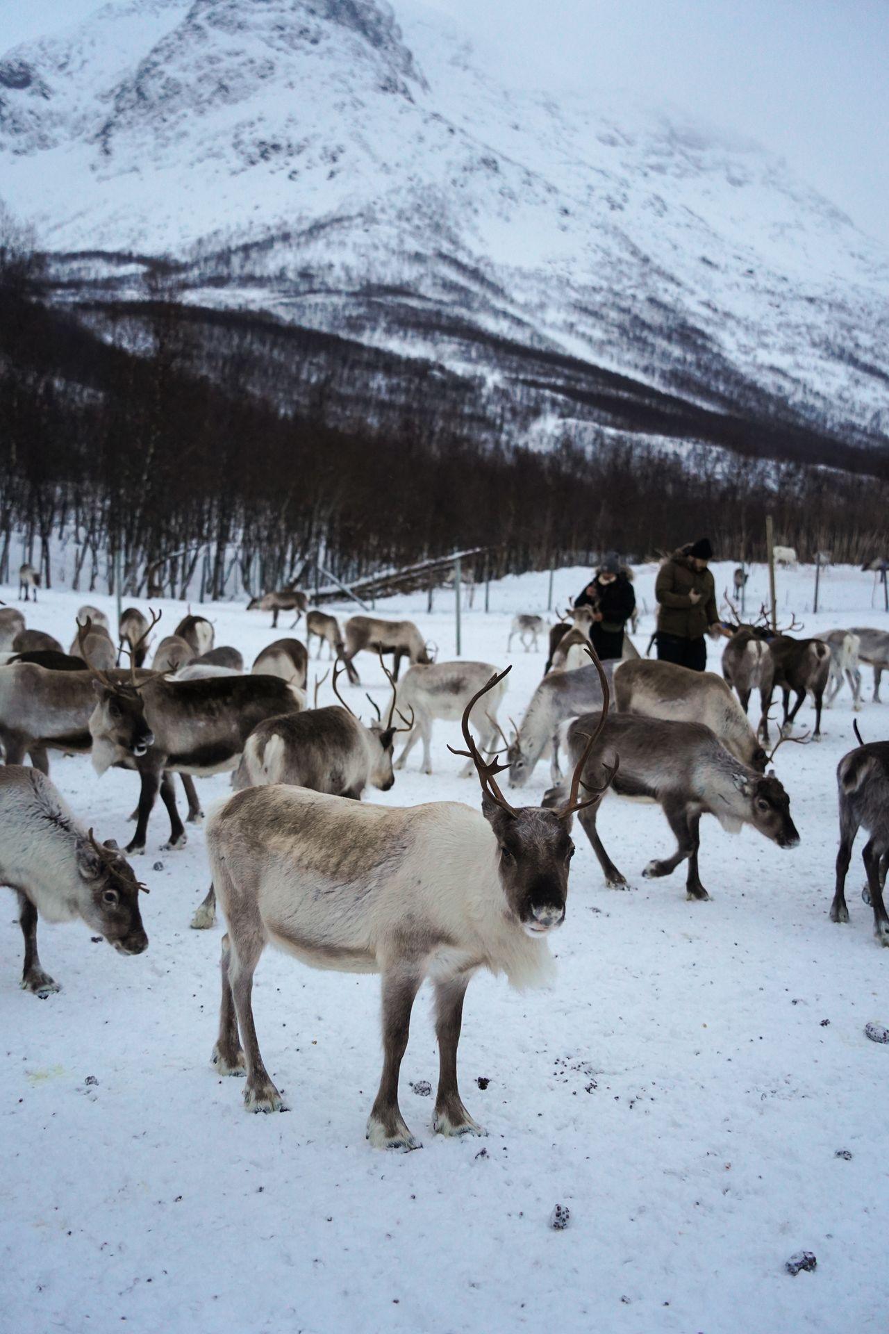 A herd of reindeer with a mountain in the background