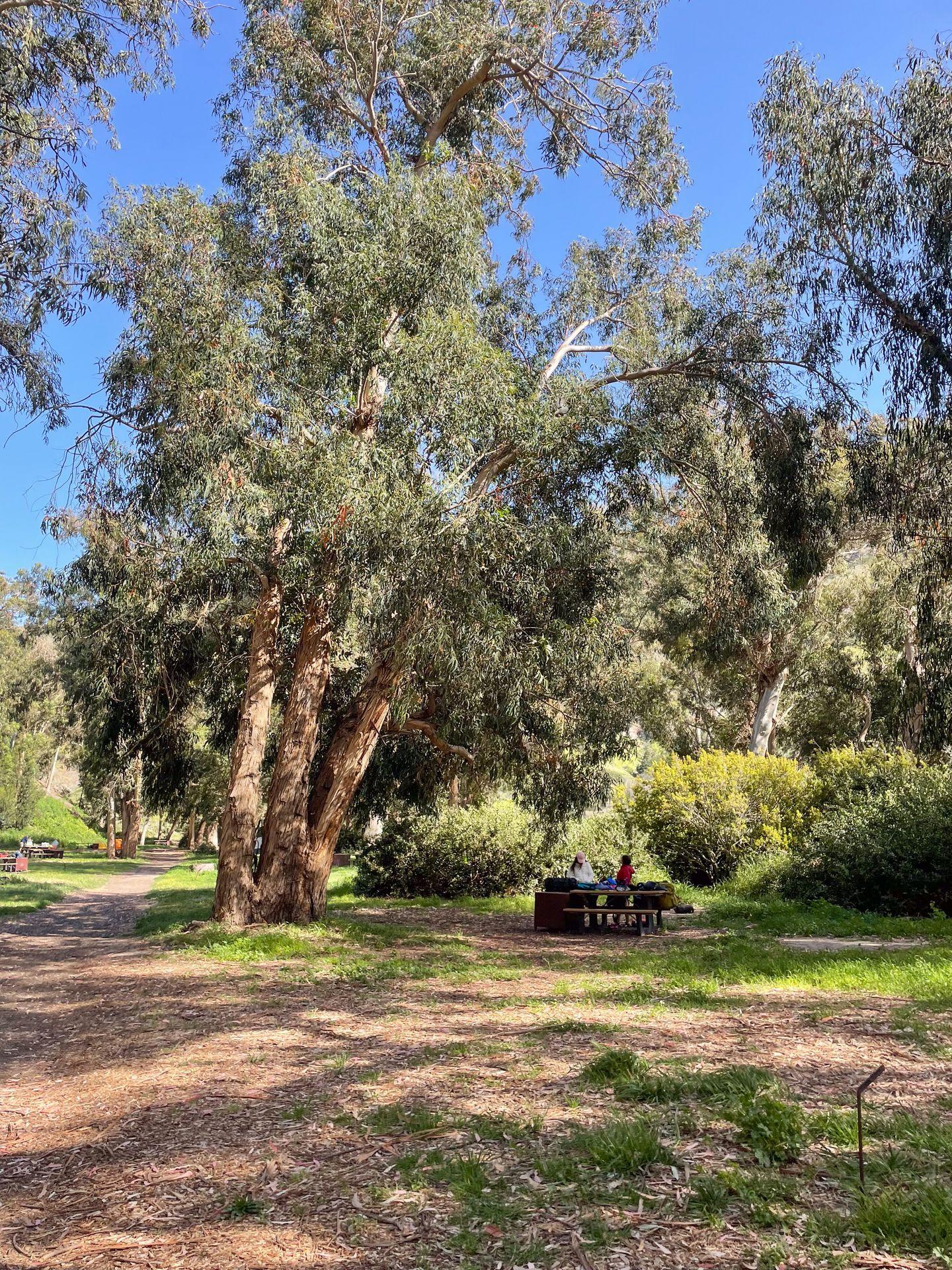 A campsite at Scorpion Canyon. There is a picnic table with a tall tree above it.