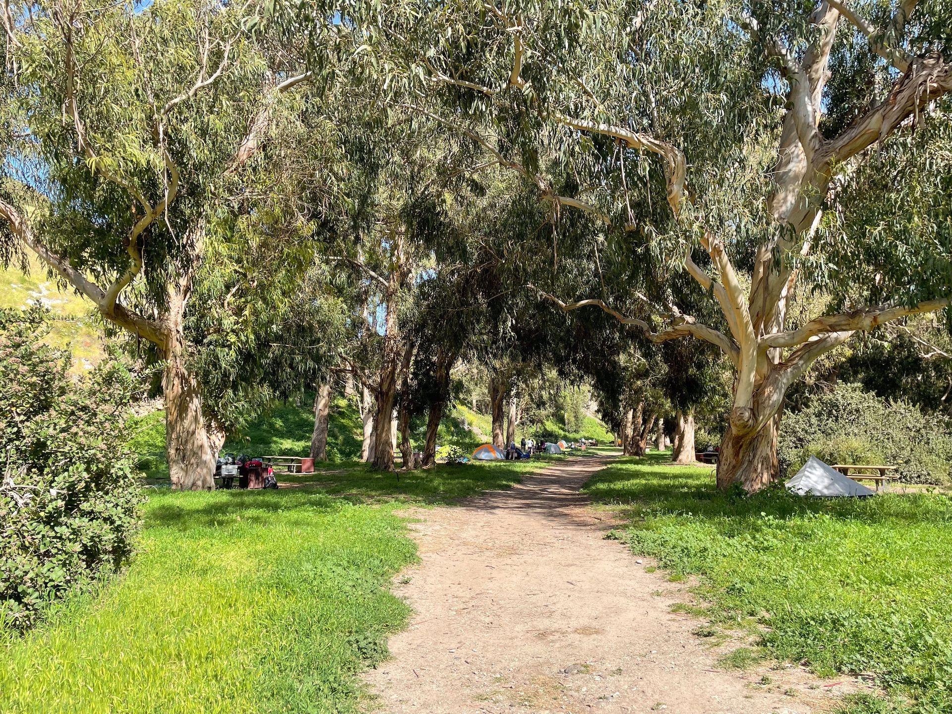 A campground with large trees on Santa Cruz Island