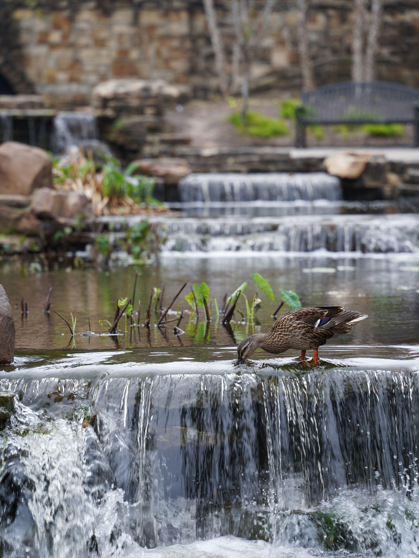 A duck drinking water in a water feature right off of The Woodlands Waterway