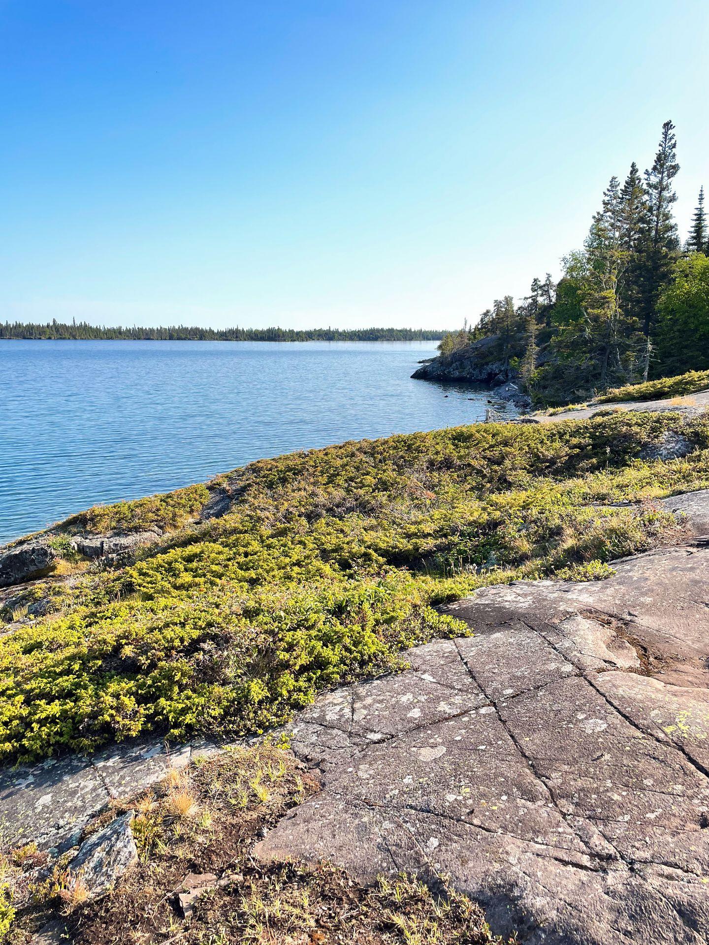A rocky path and some greenery seen while hiking in Isle Royale