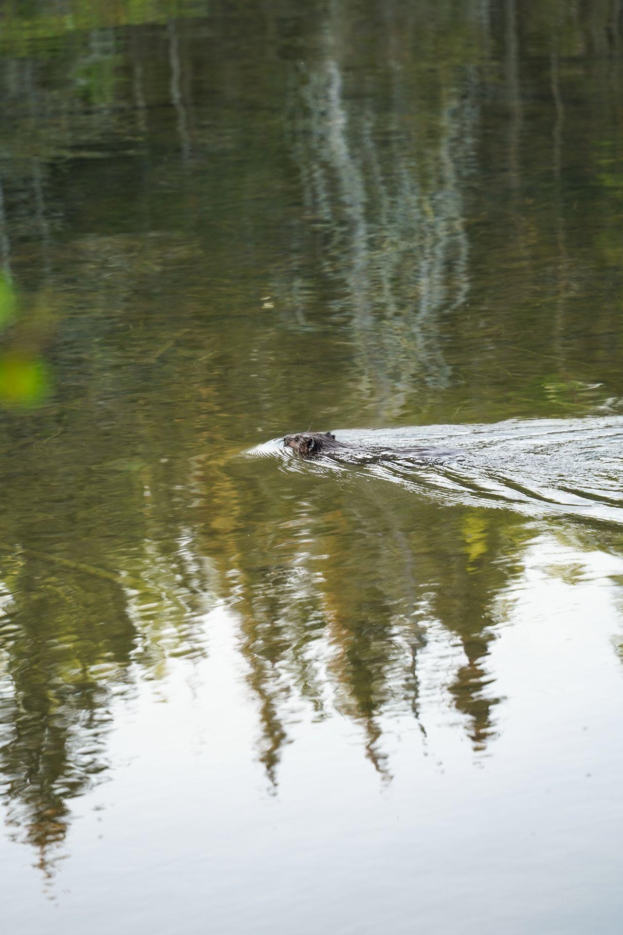 A beaver swimming in Lake Superior