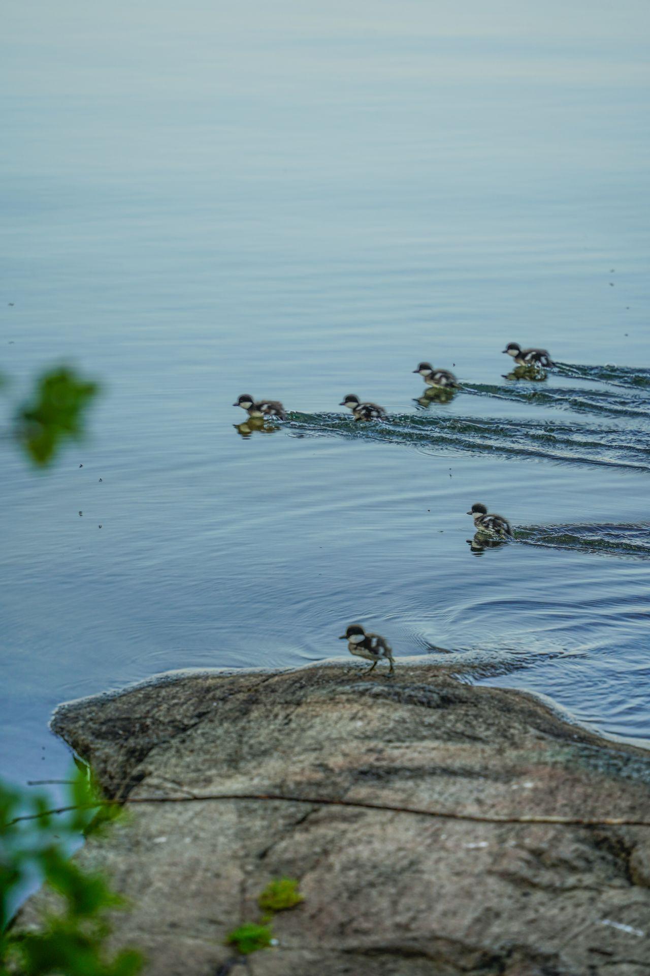 6 baby ducks skidding on top of the water.