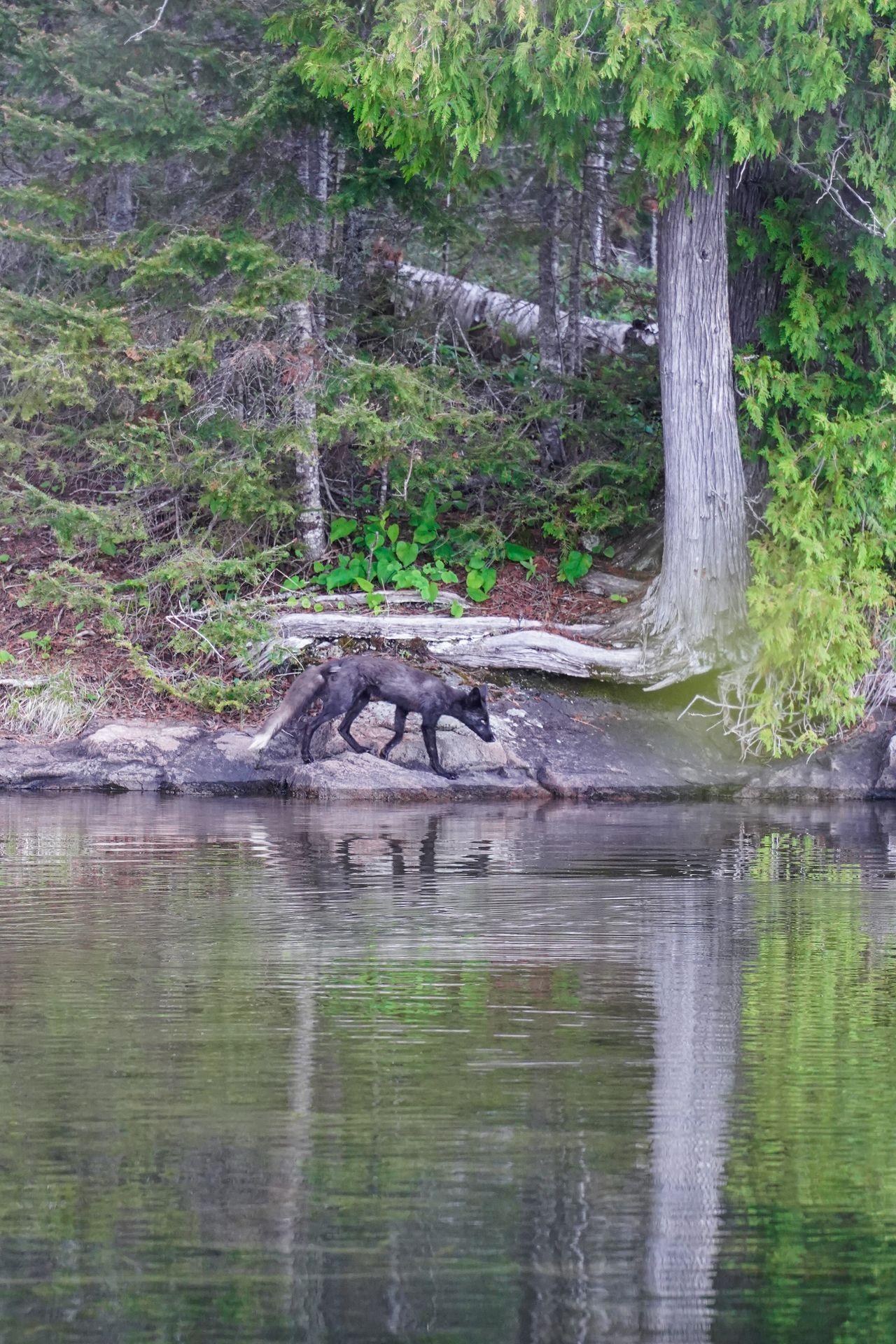 A black fox going to the lake to drink some water at the Moskey Basin campground.