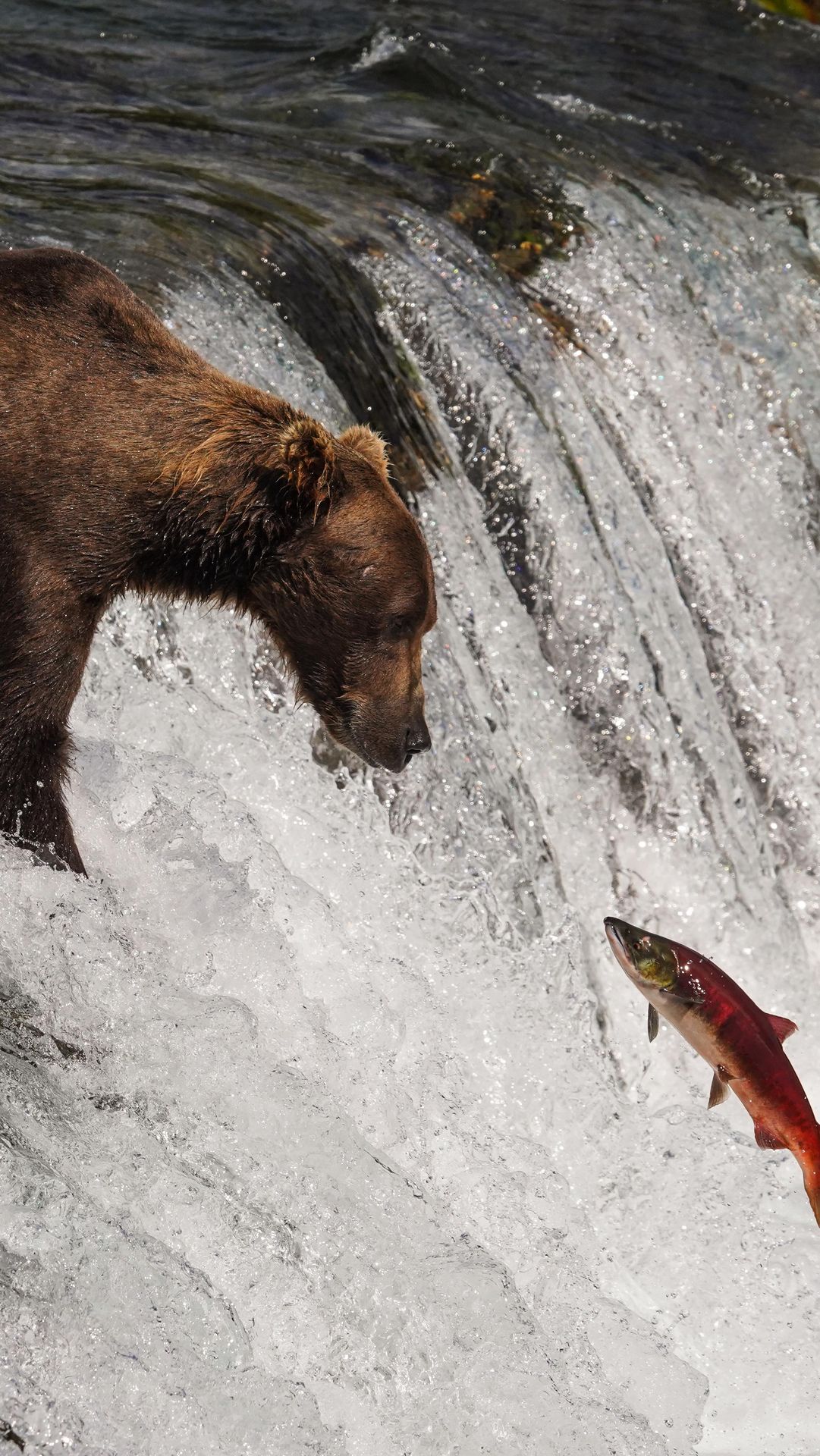 Which Katmai bear are you? 🤔