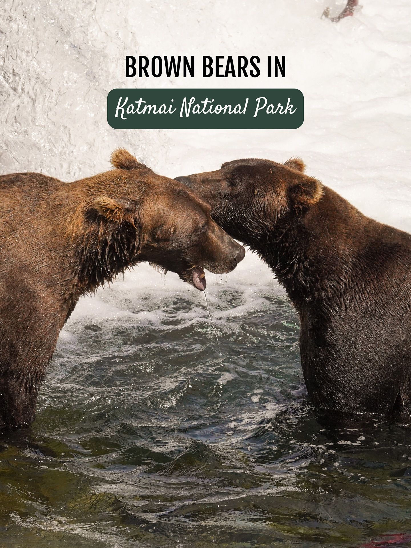 Brown bears of Katmai 🐻