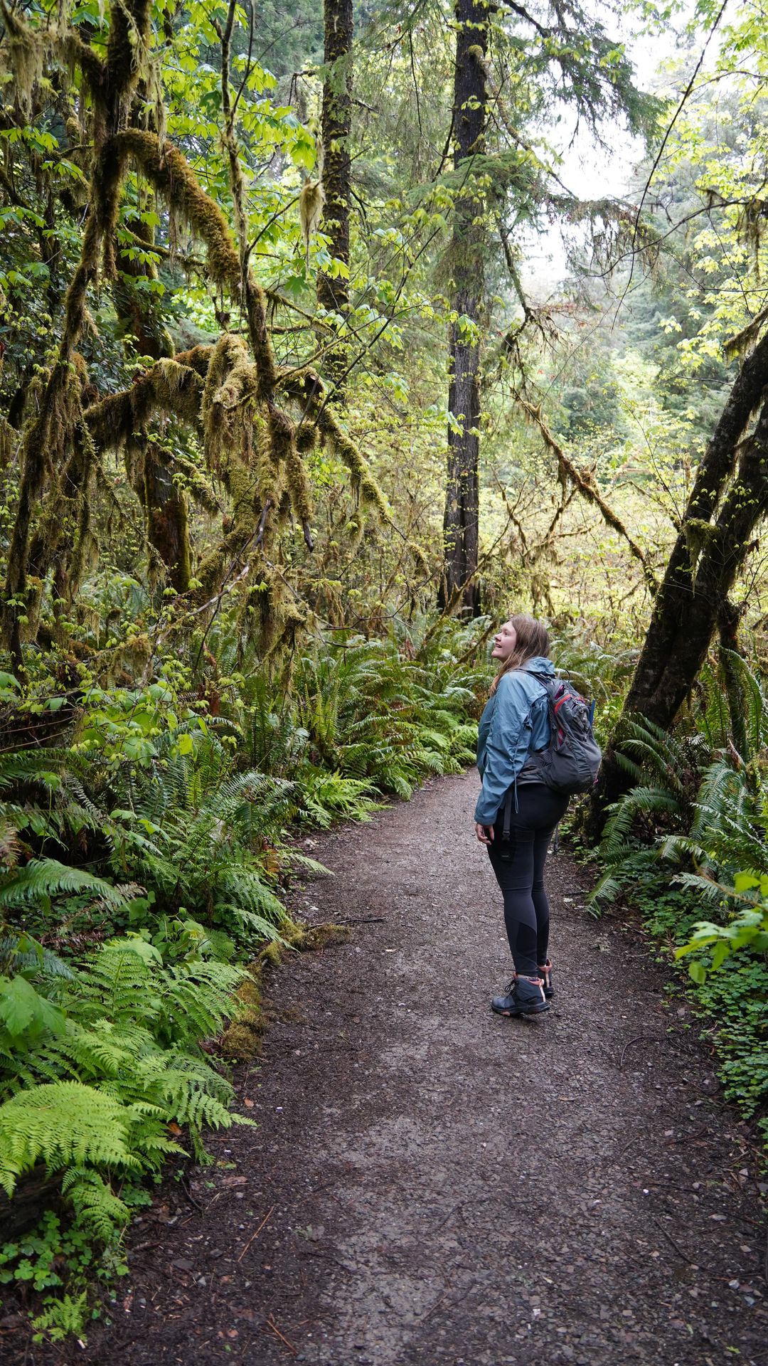 A guide to each US national park - part 21 - Redwoods 🌲
