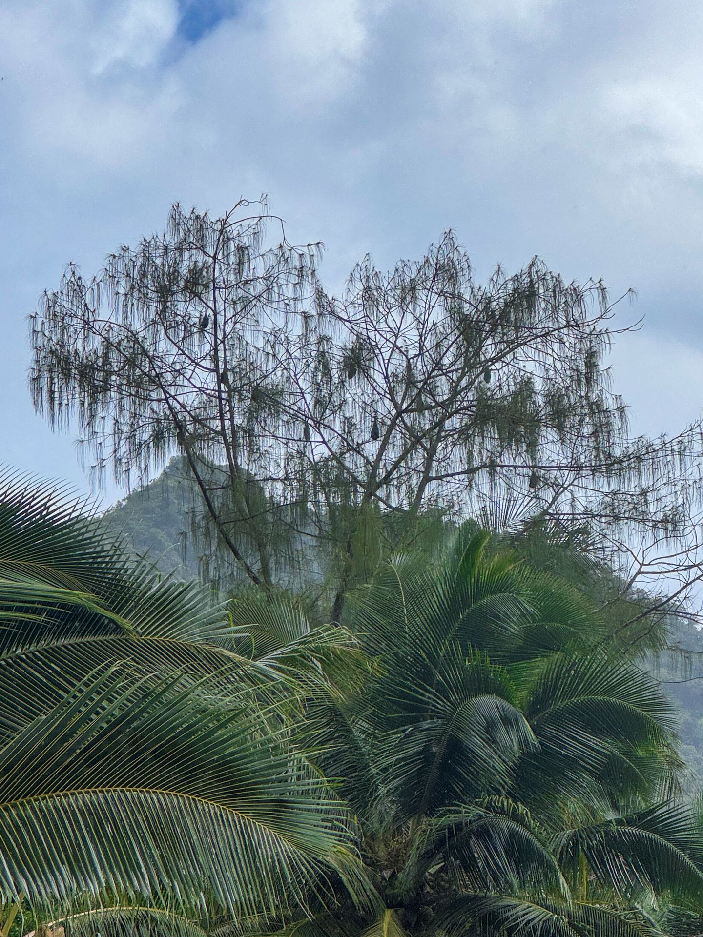 A large tree with fruit bats hanging from some branches, with green ferns below it