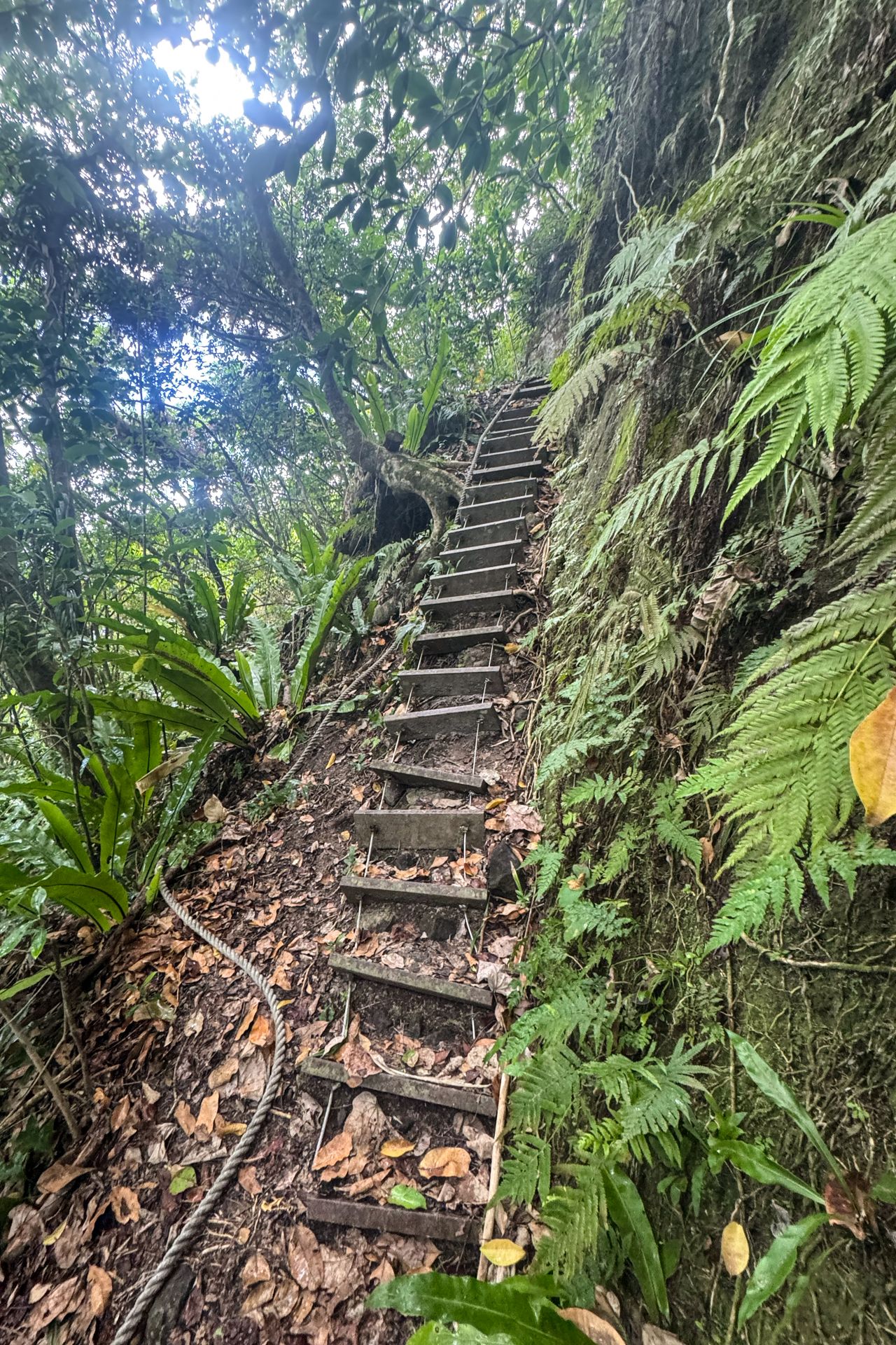A ladder next to greenery on the Tuafanua Trail