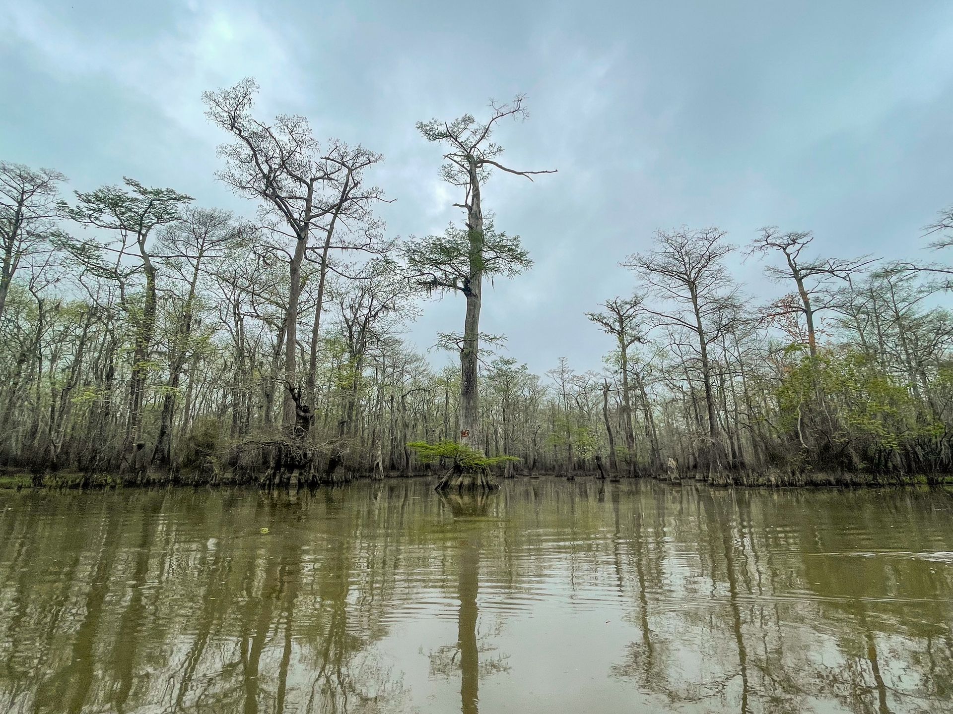 Looking at a green lake with cypress trees growing out of the water.