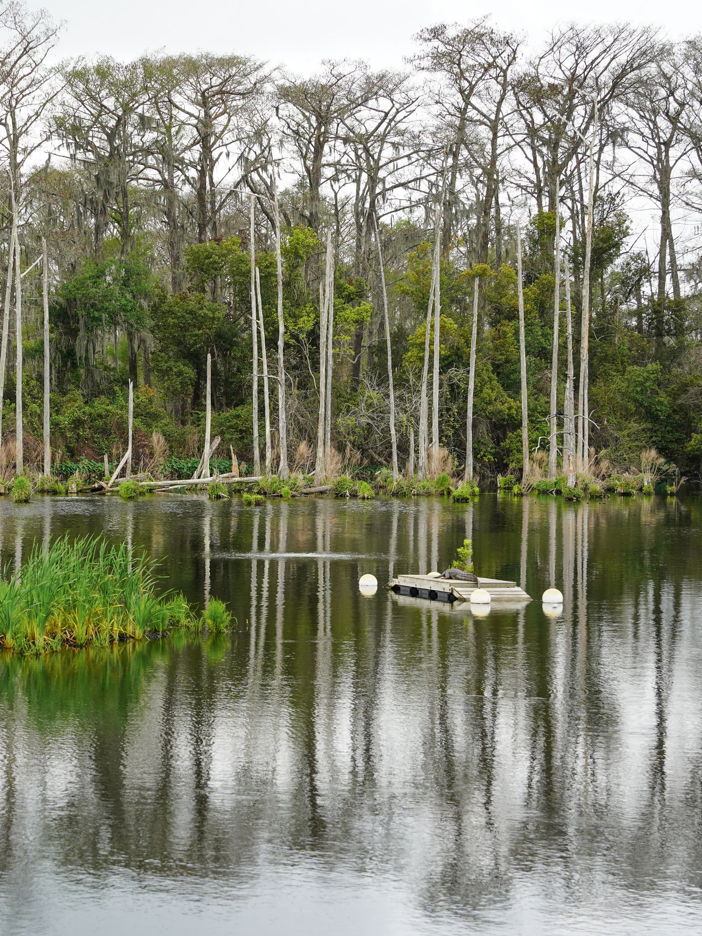 A lake with a reflection of trees at Shangri La Botanical Gardens. An alligator lays on a floating island in the distance.