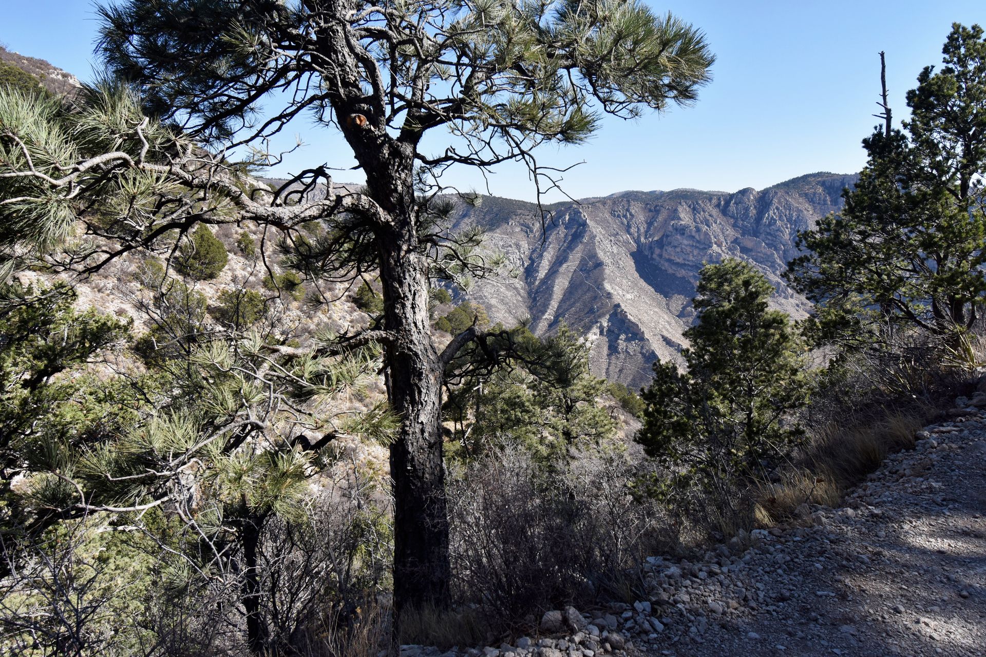 Looking at a forested section of the Guadalupe Peak trail. There is a view of mountains in the background.