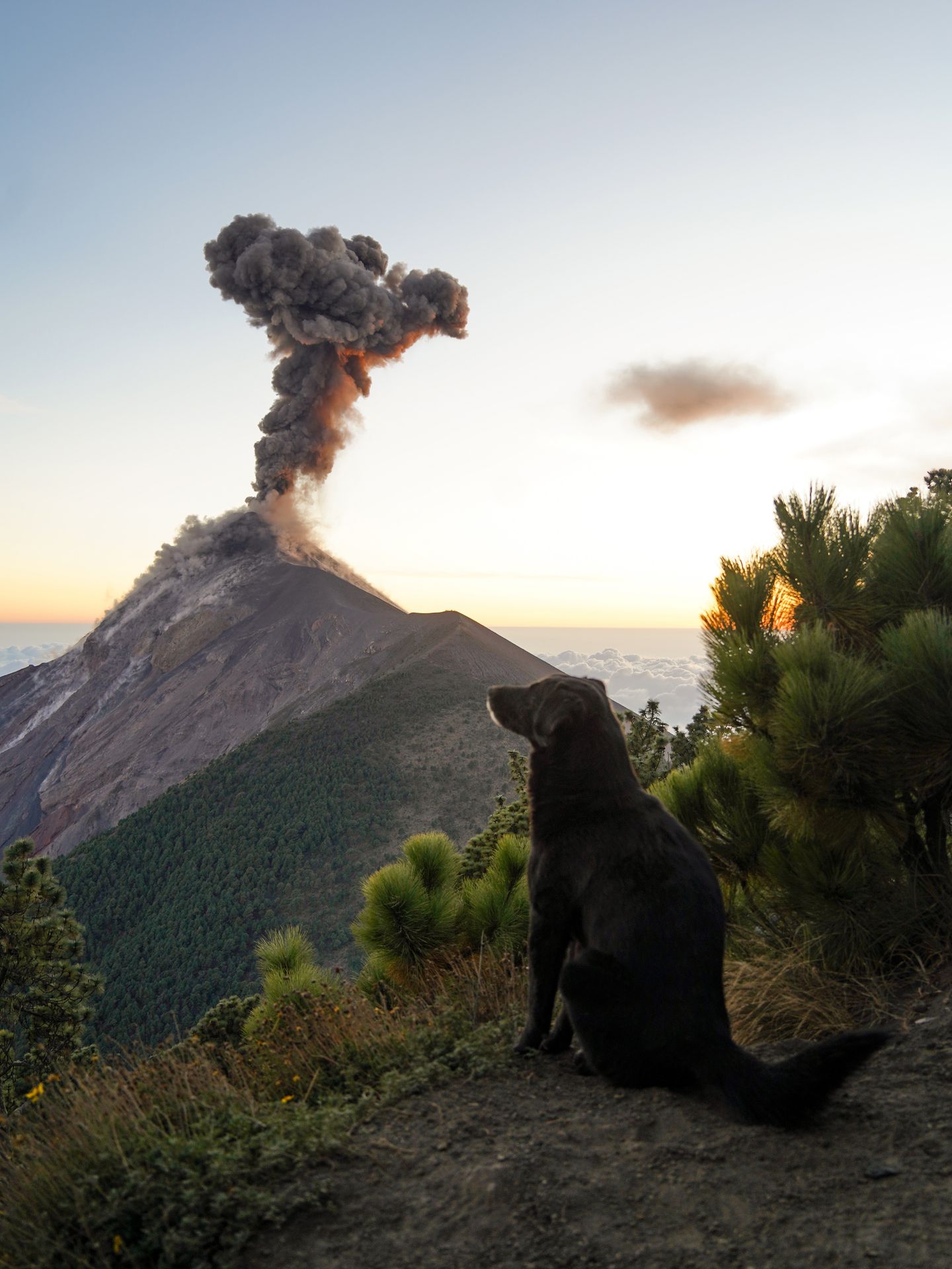 A black dog sitting in the foreground while Fuego erupts in the distance