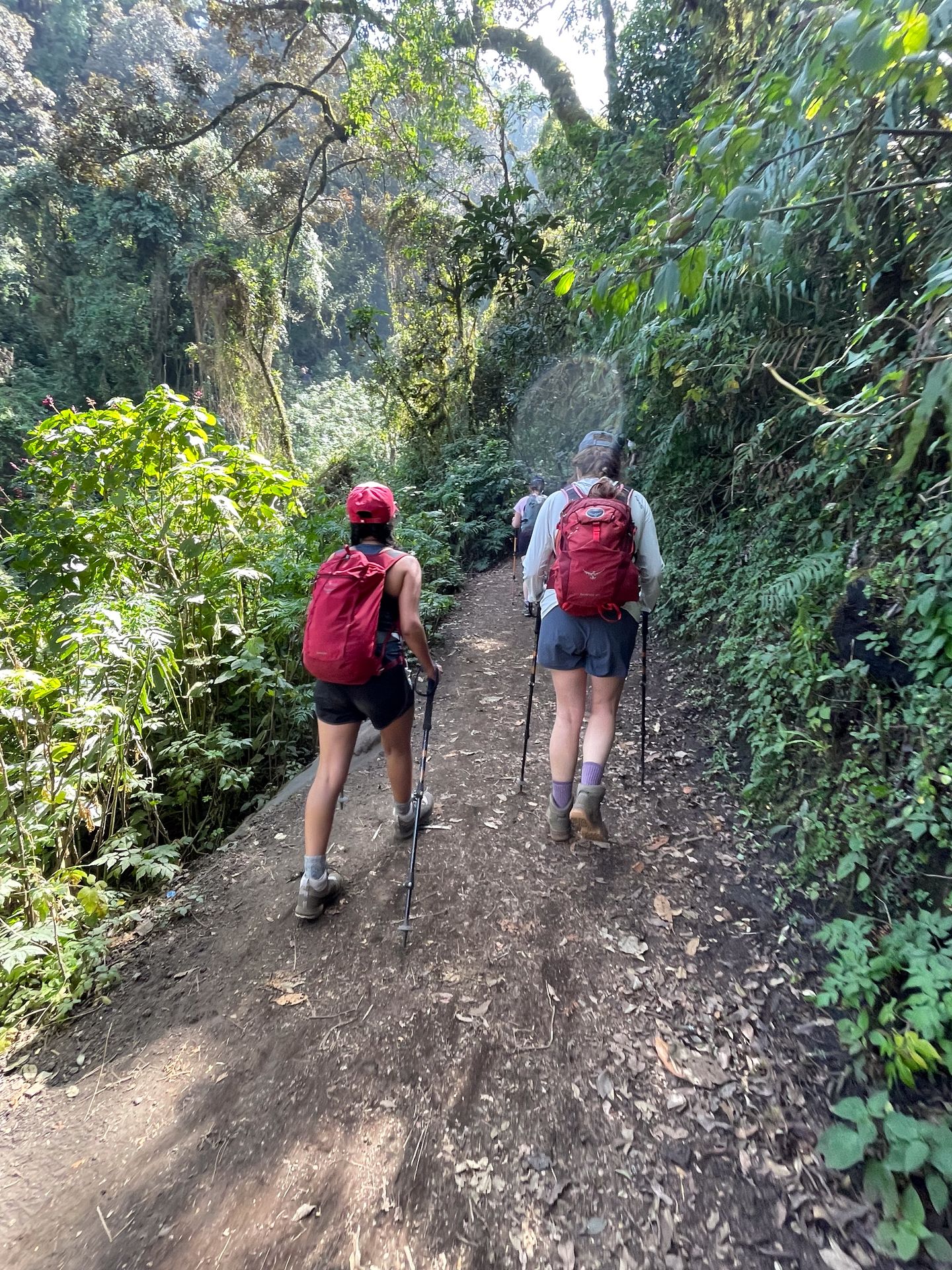 A couple people hiking up in the cloud forest section of the Acatenango hike
