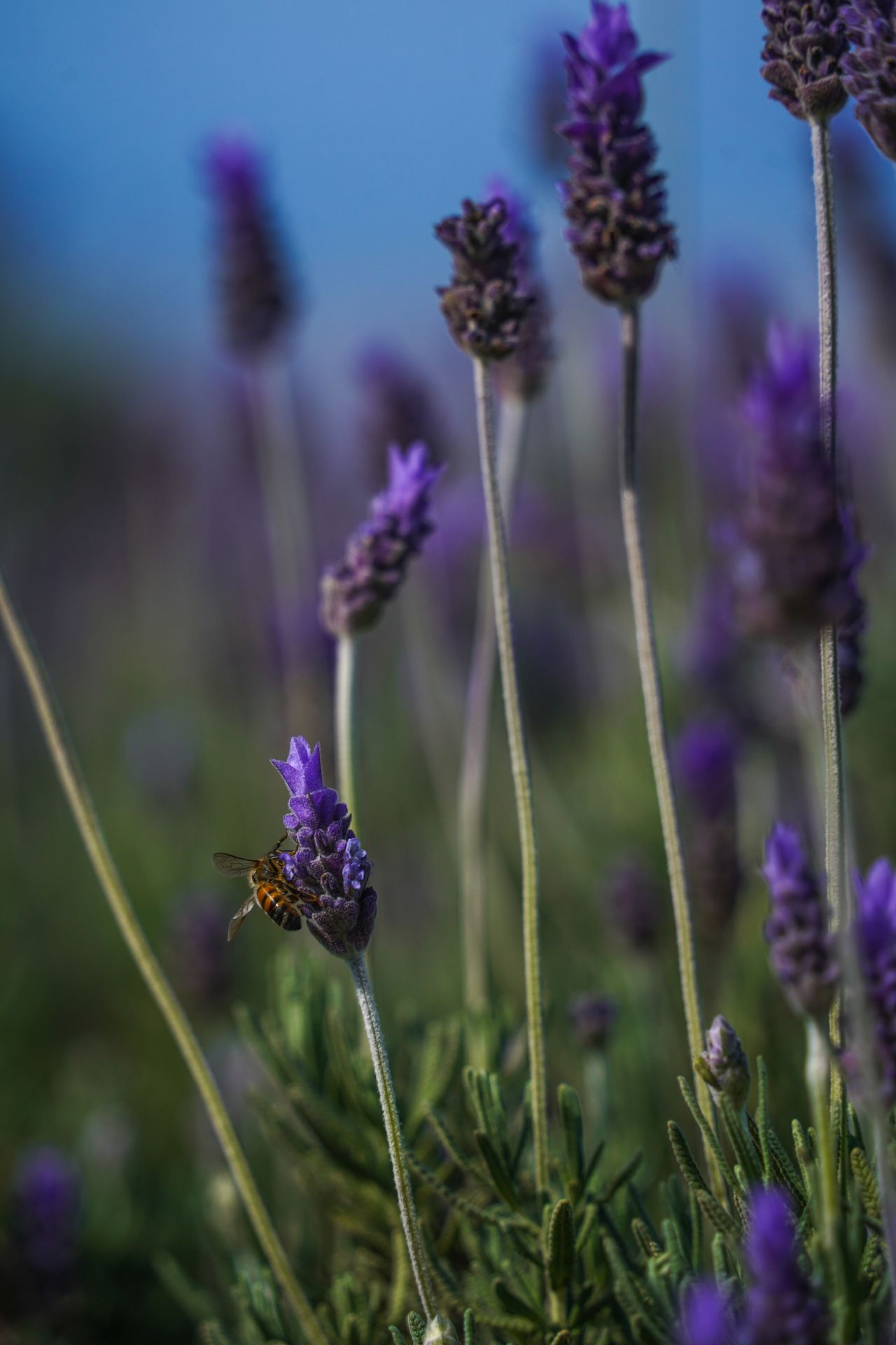 A close up of a bee landing on a purple flower