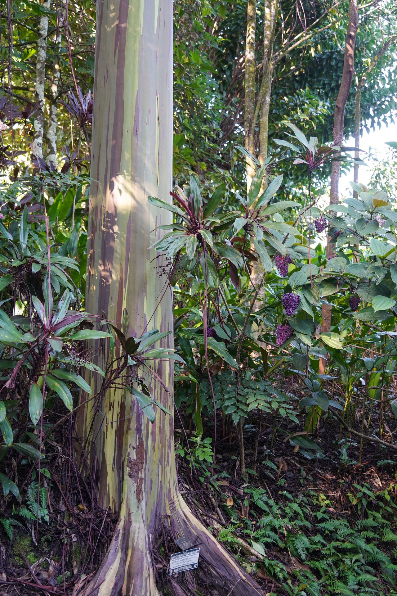 The tree trunk of a rainbow eucalytus tree in the Garden of Eden