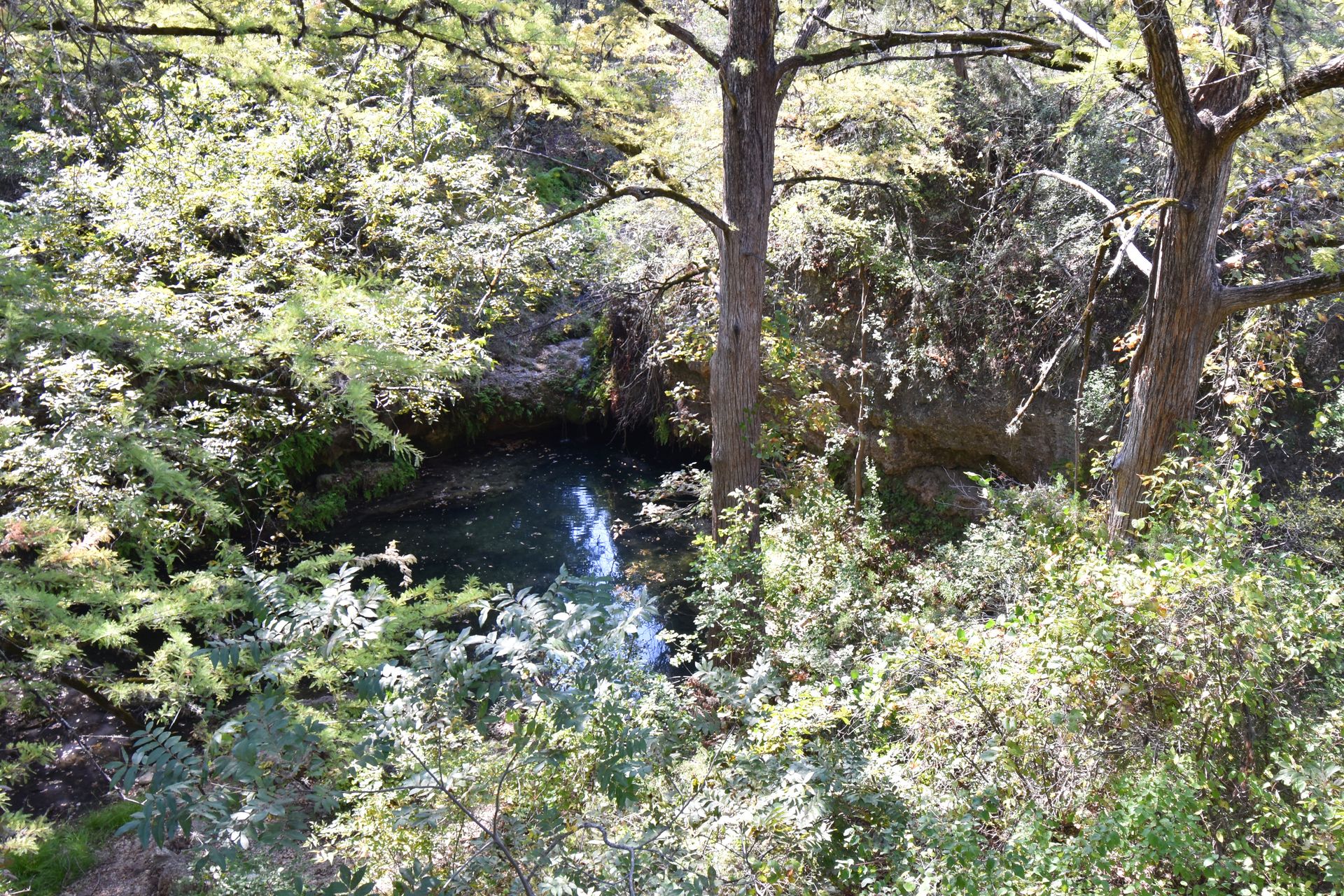 An area of green trees surrounding a cove area