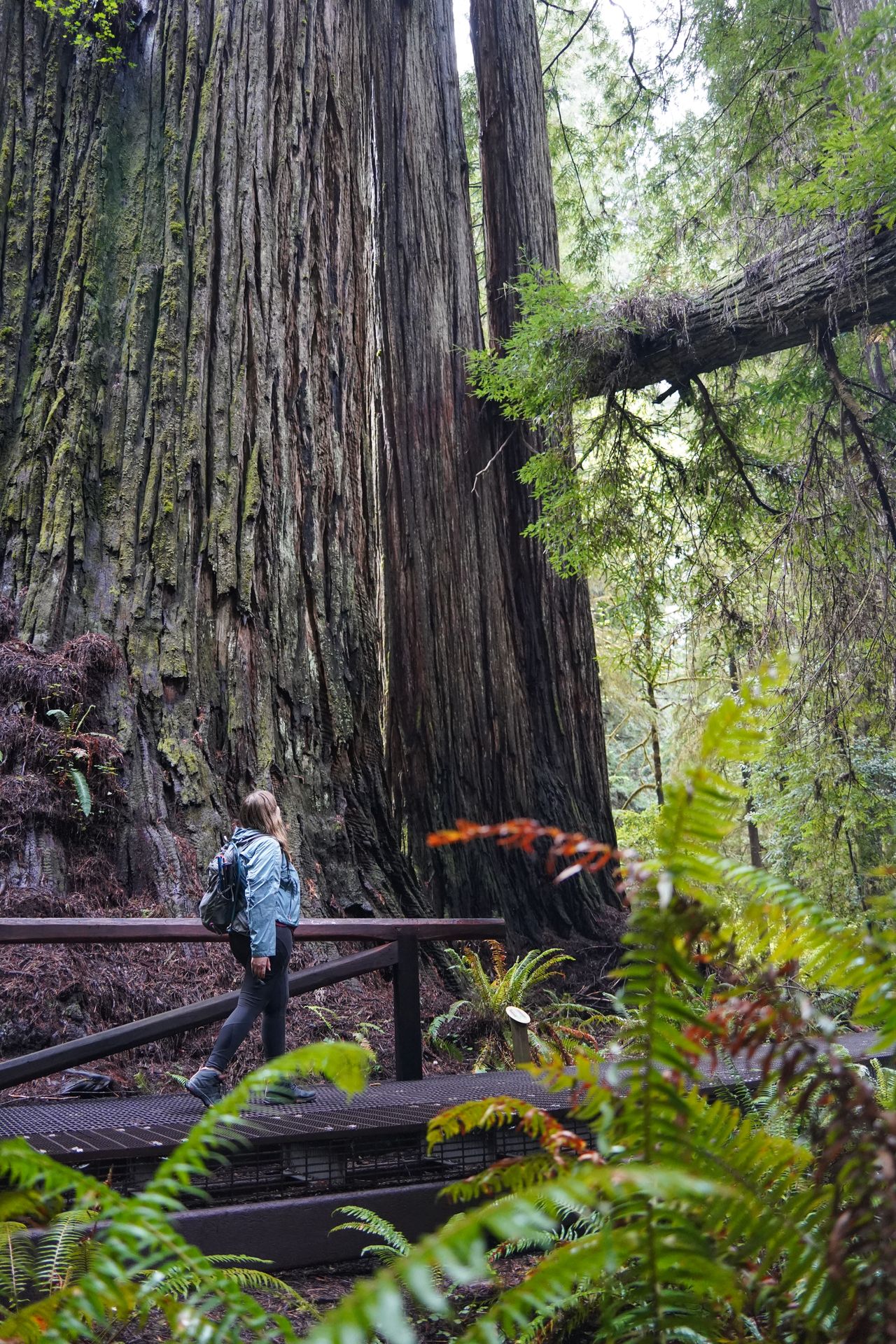 Lydia hiking next to huge redwood trees on the Grove of the Titans trail