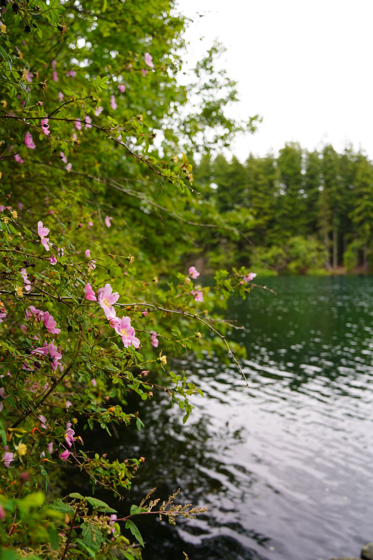 Pink flowers next to Mountain Lake in Moran State Park