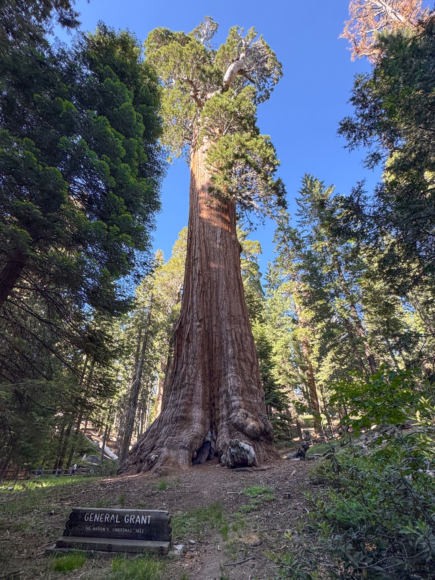 The General Grant Tree in Kings Canyon