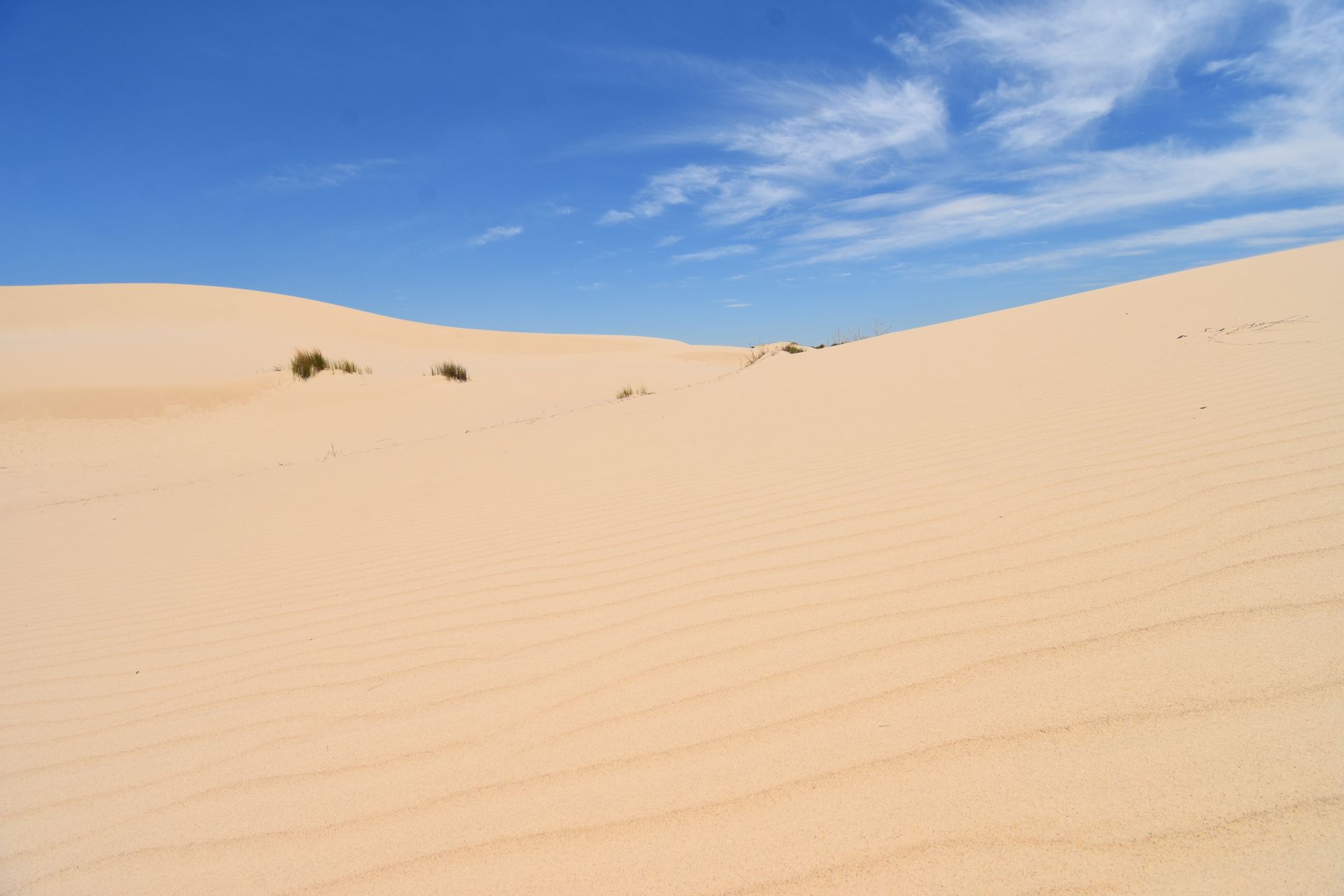 Hills of sand with lines from the wind at Monahans Sandhills State Park.