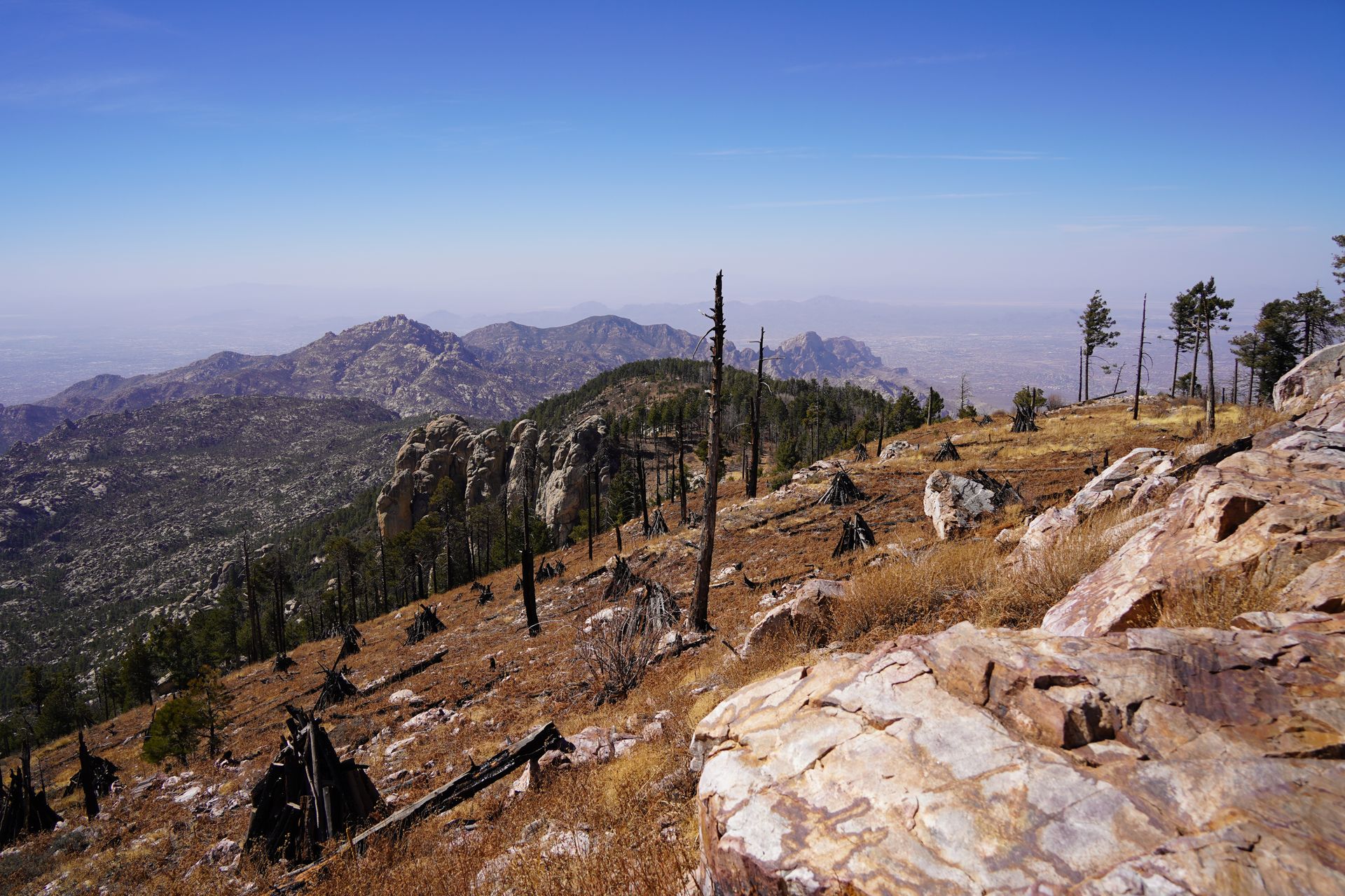 Mountain views at burnt trees at the top of Mount Lemmon