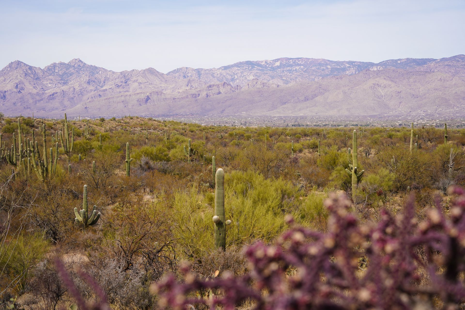 A scene with saguaro cacti and pink foliage in the foreground at Saguaro National Park