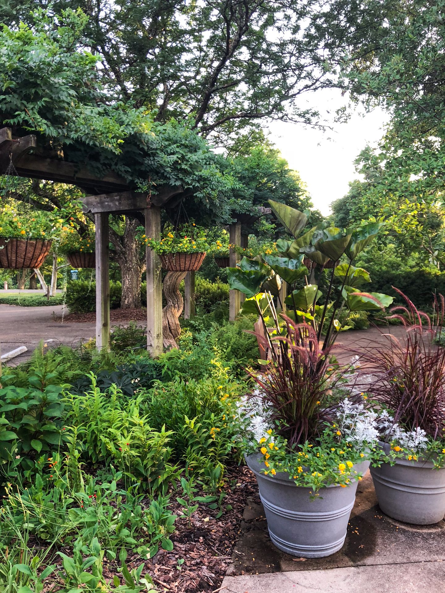 Green vines covering a structure and some potted plants at Mount Airy Forest