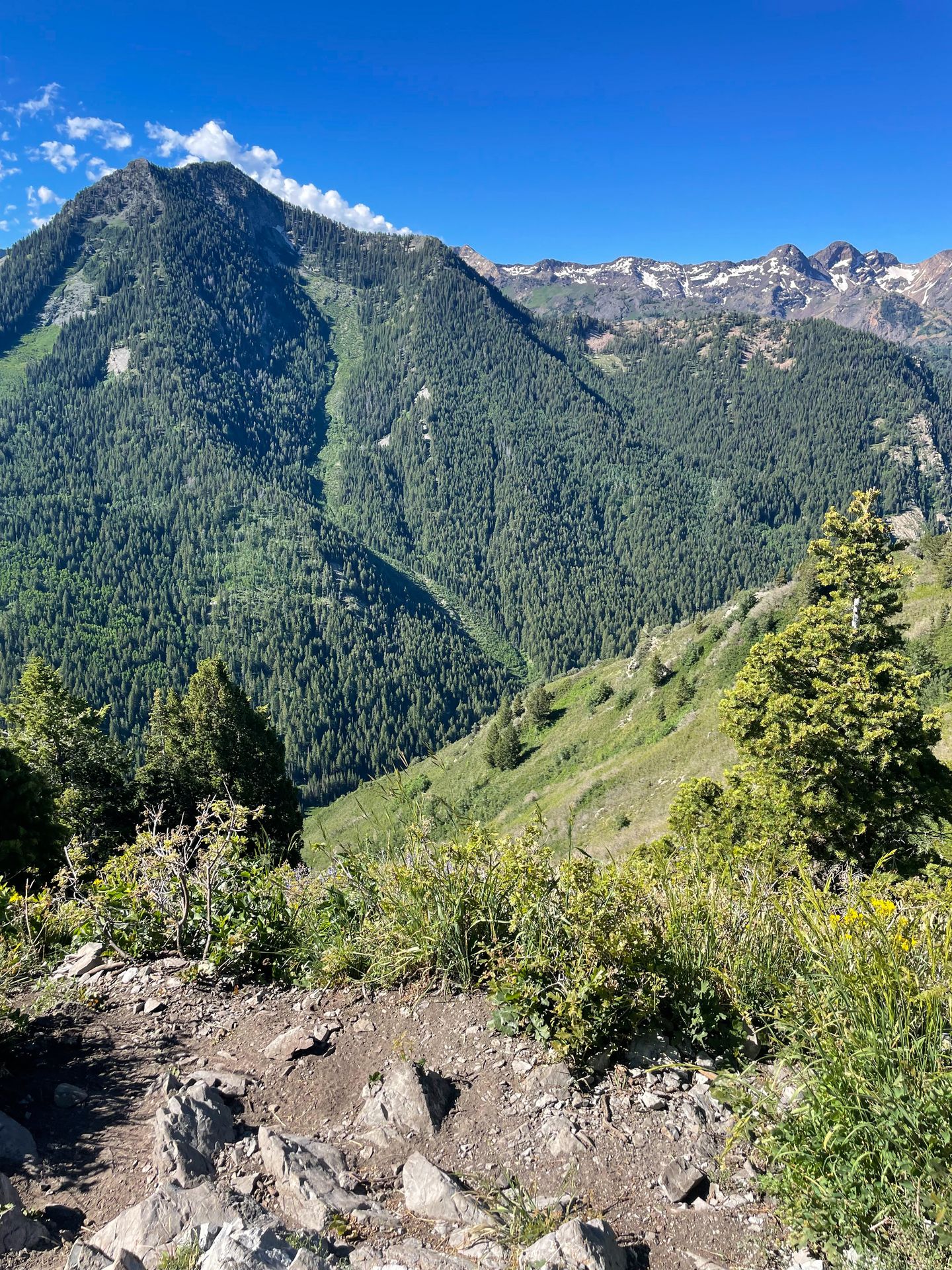 A view of a mountain covered in green trees from Circle All Peaks.