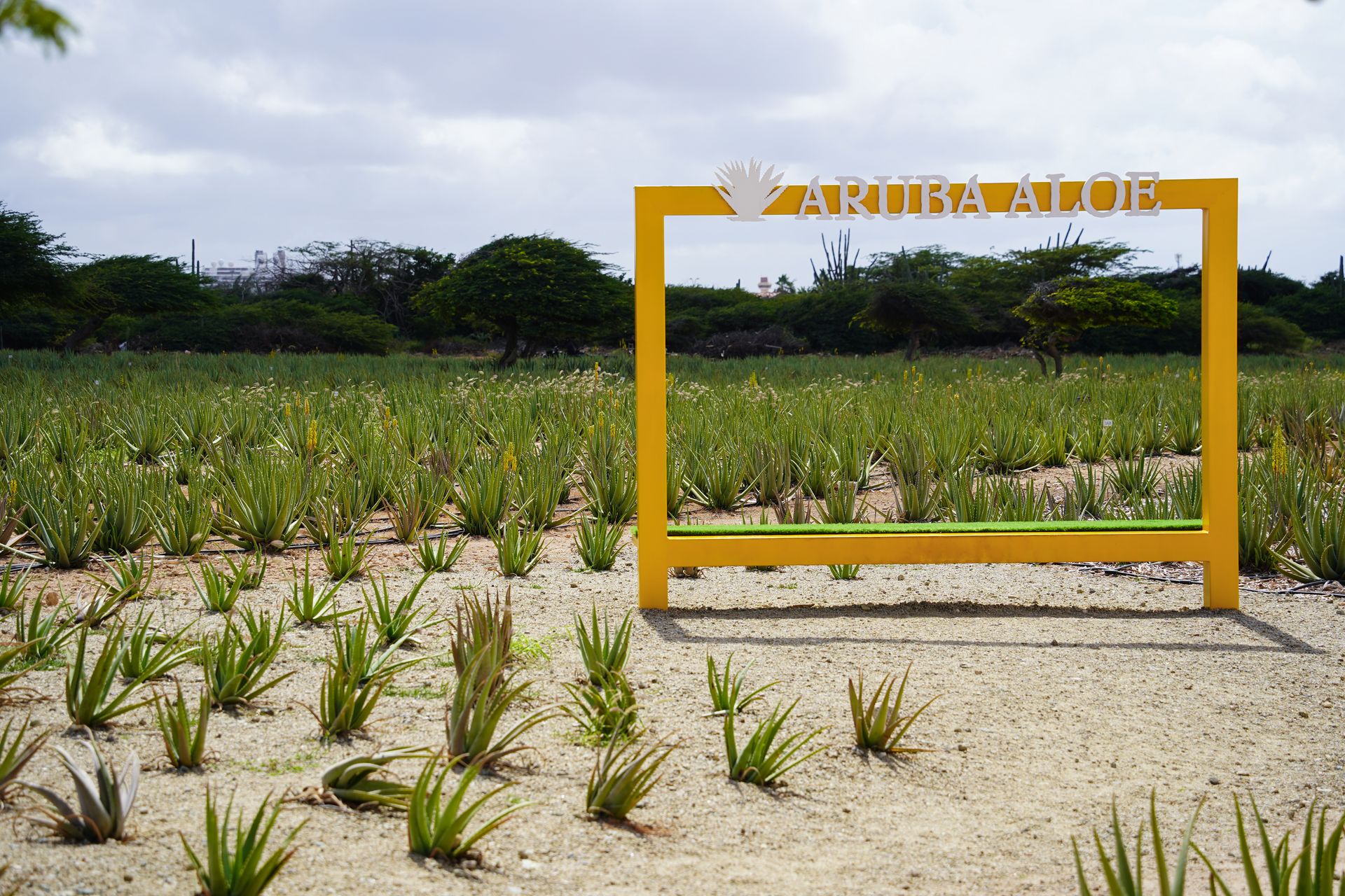 A field of aloe plants and a large, square yellow sign that reads Aruba Aloe