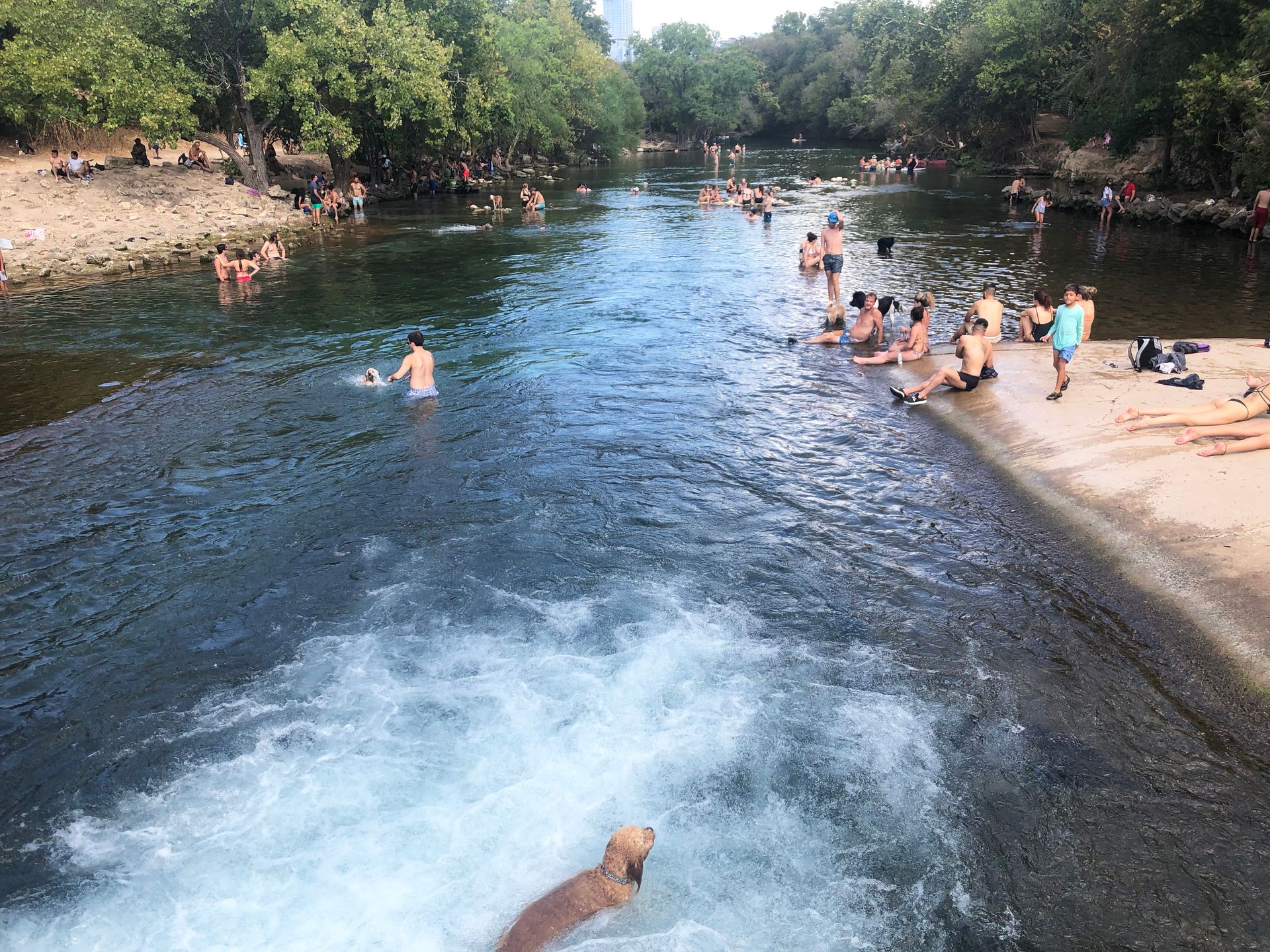 A dog swimming in the water next to Barton Springs. Several people are in the water or on the shore.